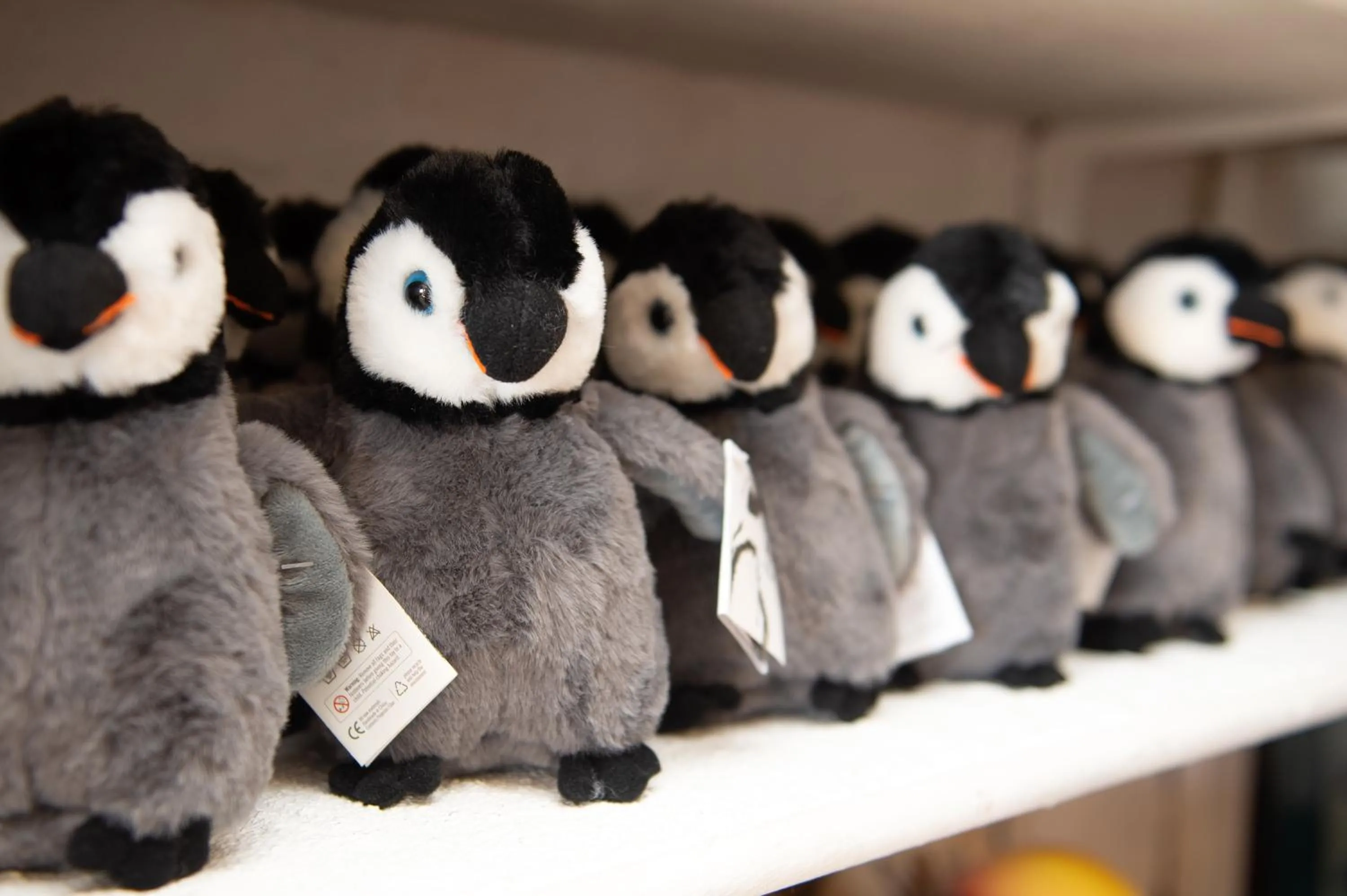 On-site shops in Boulders Beach Hotel, Cafe and Curio shop