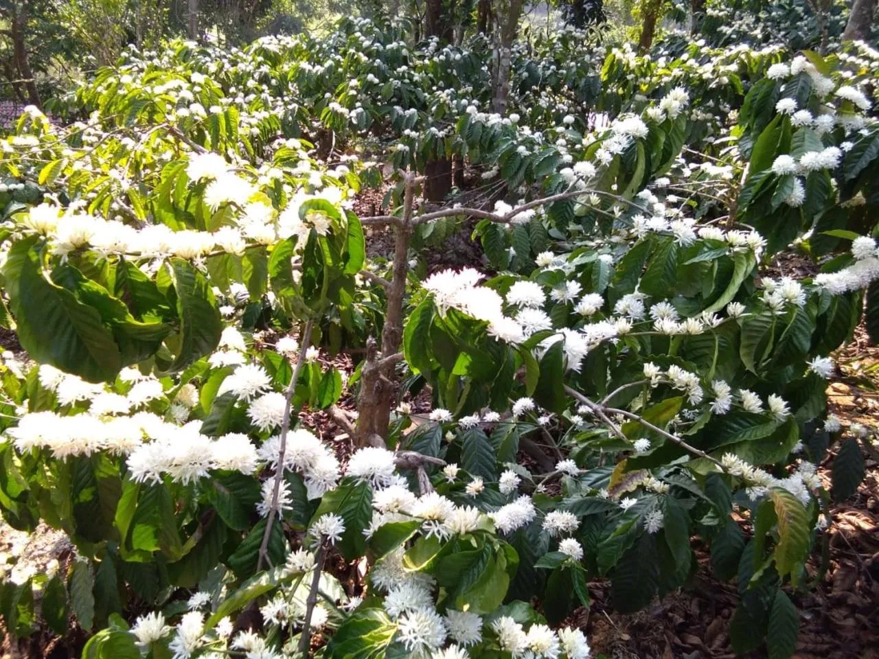 Natural landscape in Three Hills Resort Coorg