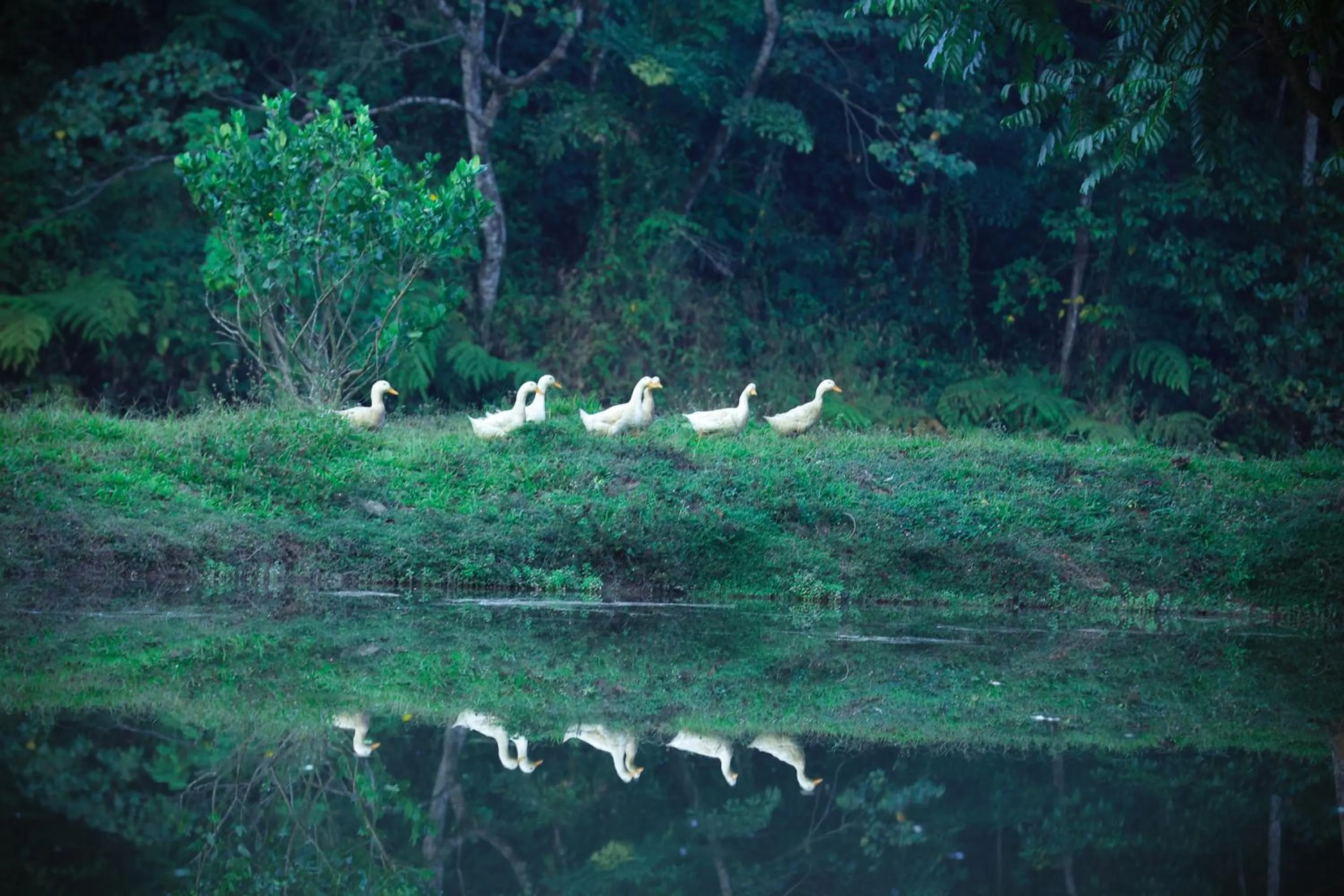 Natural landscape in Three Hills Resort Coorg