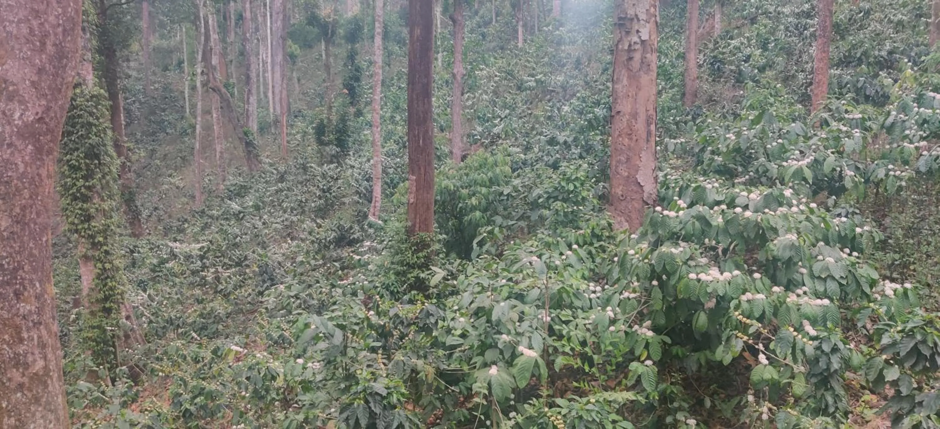 Natural landscape in Three Hills Resort Coorg