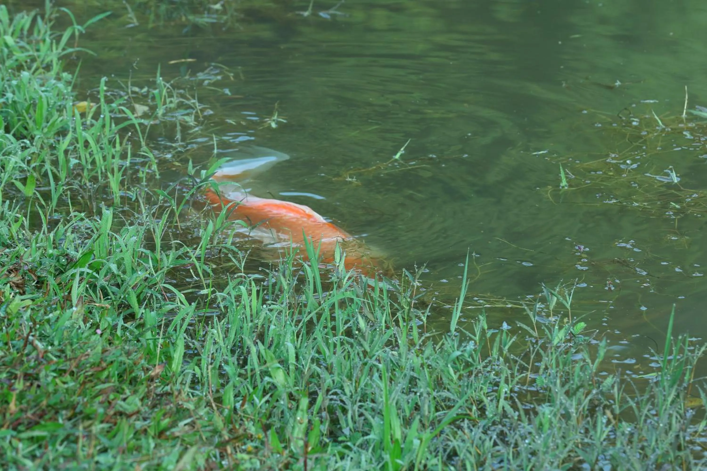 Natural landscape in Three Hills Resort Coorg
