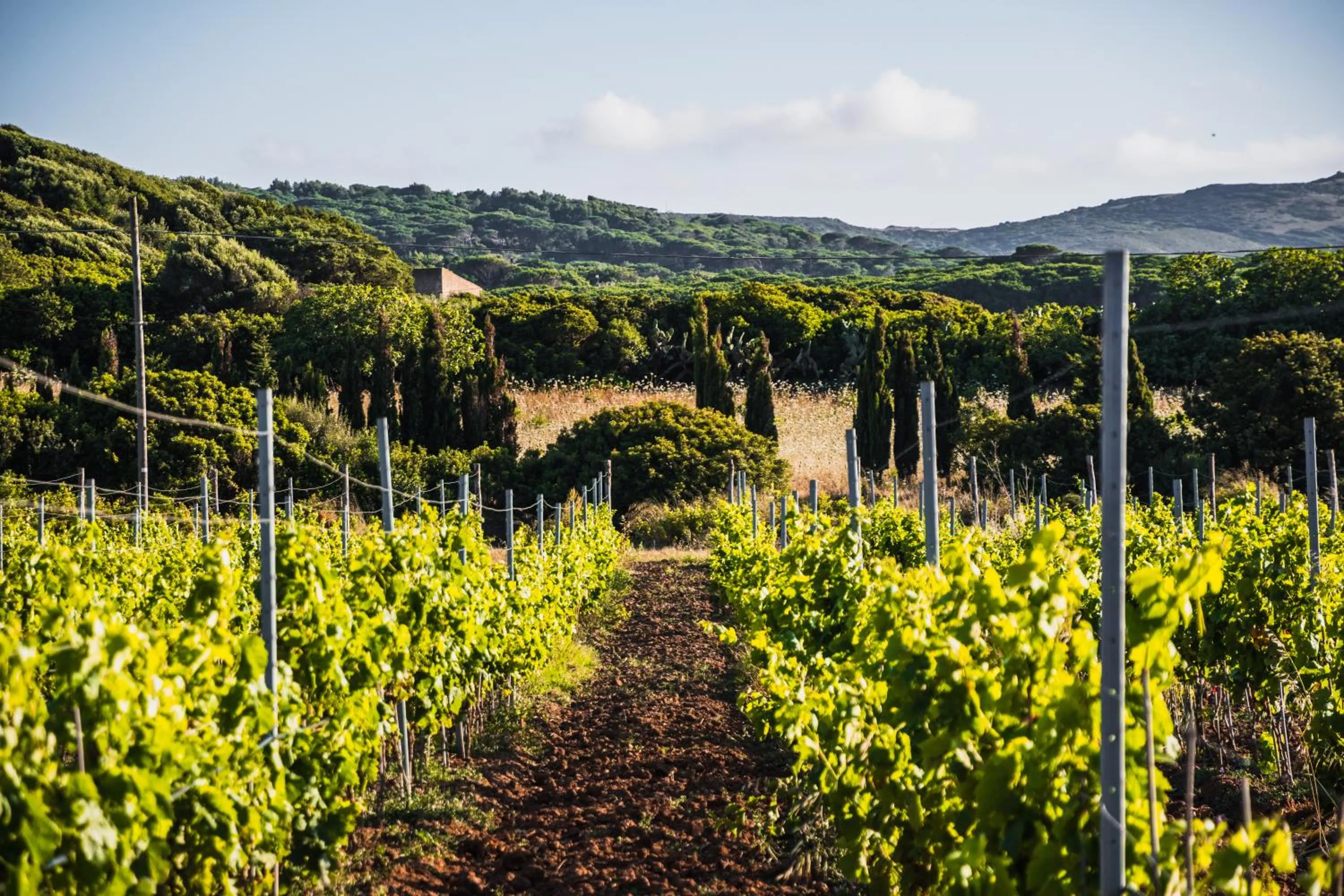 Garden in Funtana'e Mari