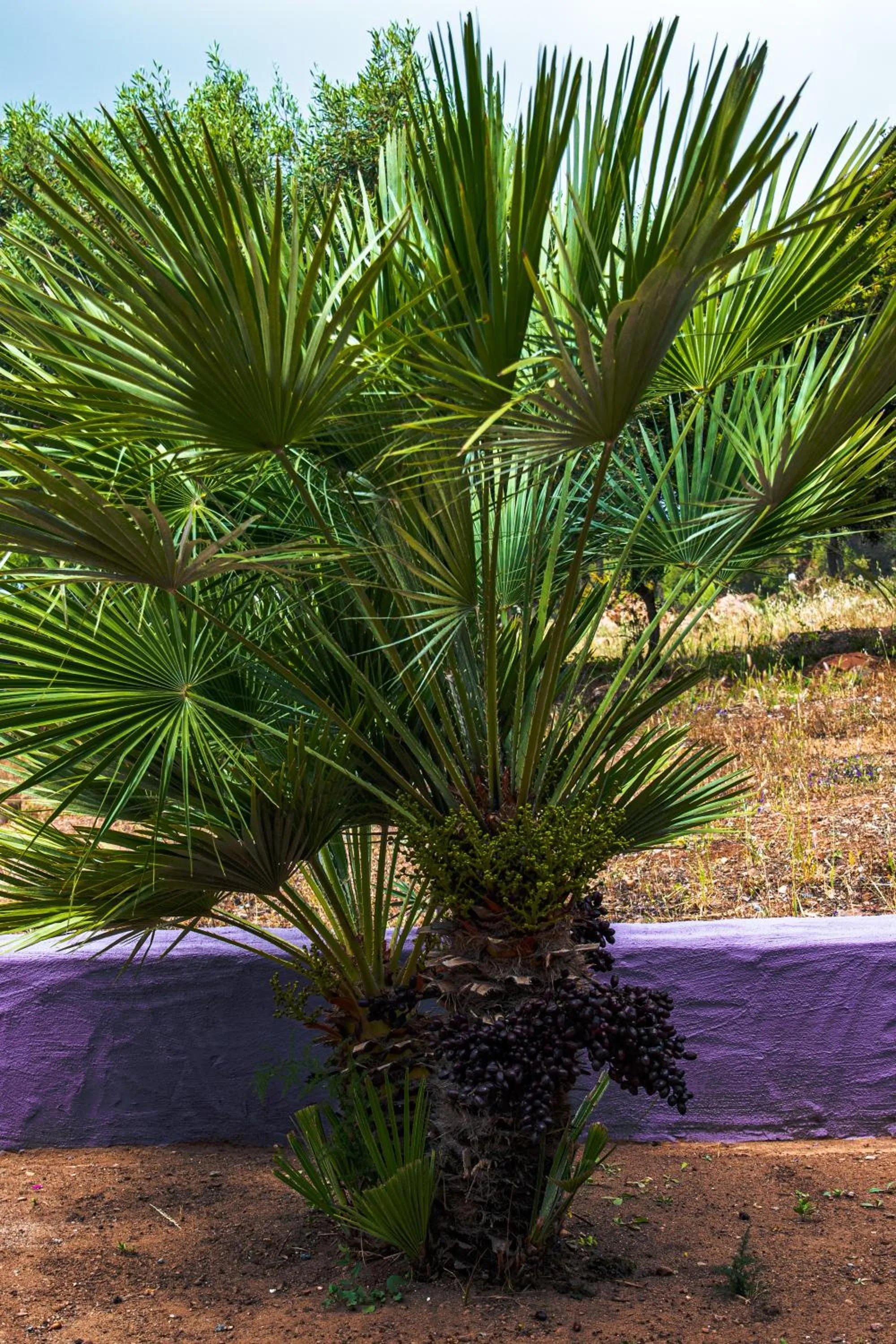 Garden in Funtana'e Mari