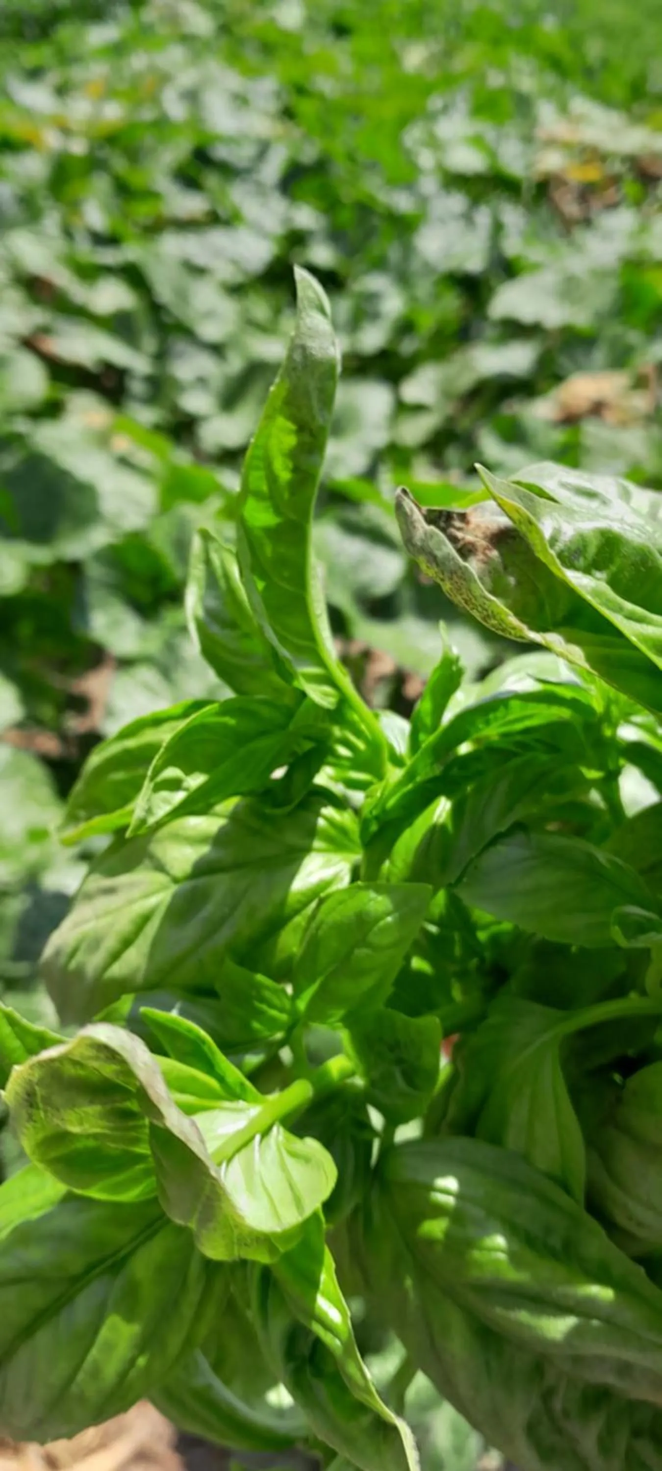 B&B Tenuta San Michele