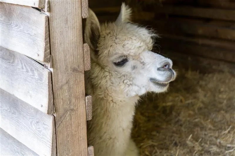 Property building in Glyndley Manor Cottages