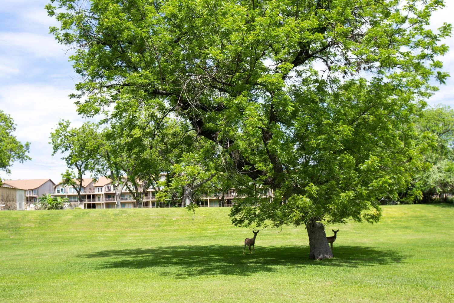 Other in 5 O Clock Somewhere WW H302