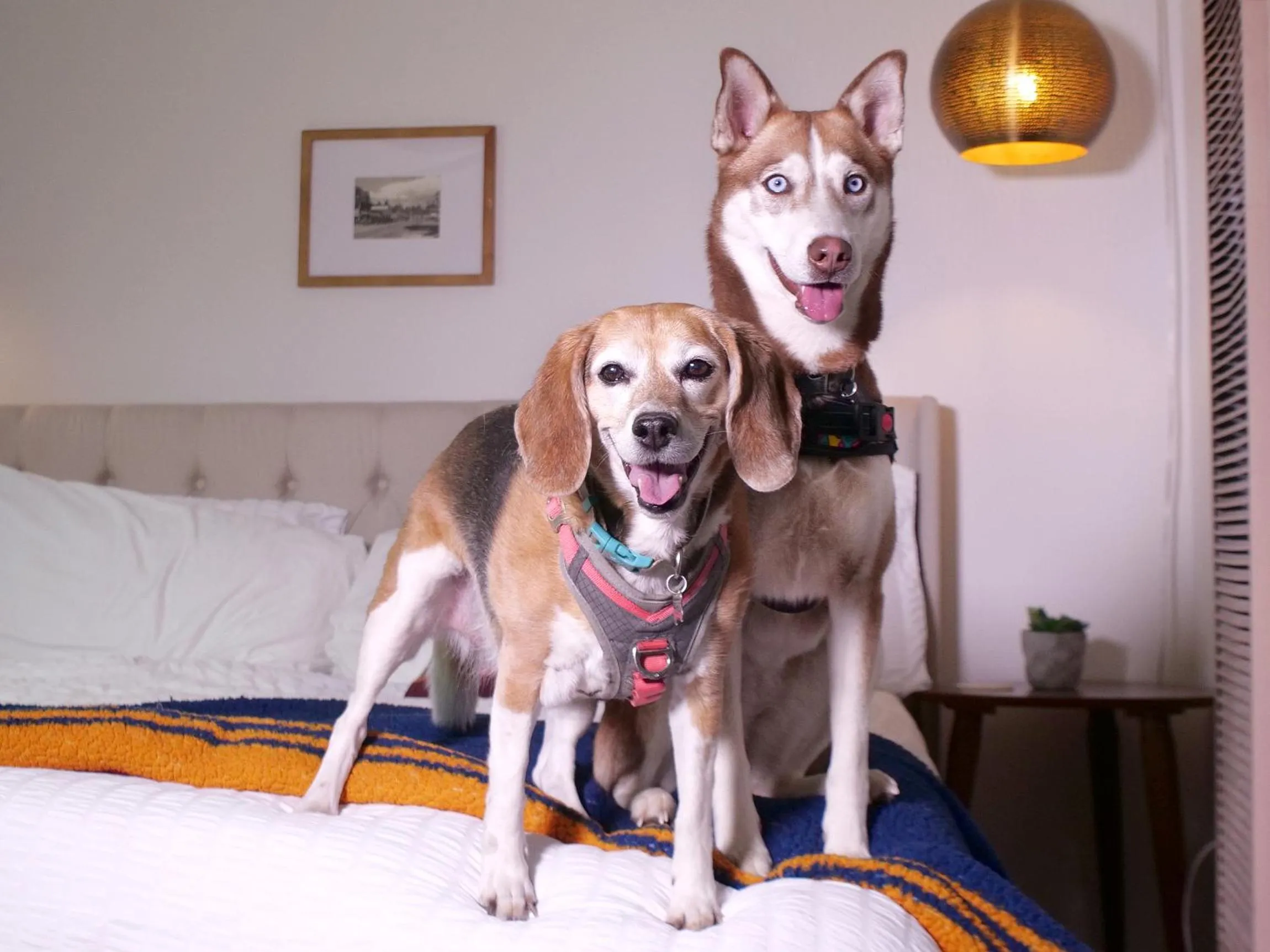 Pets in Sierra Blue Hotel & Swim Club