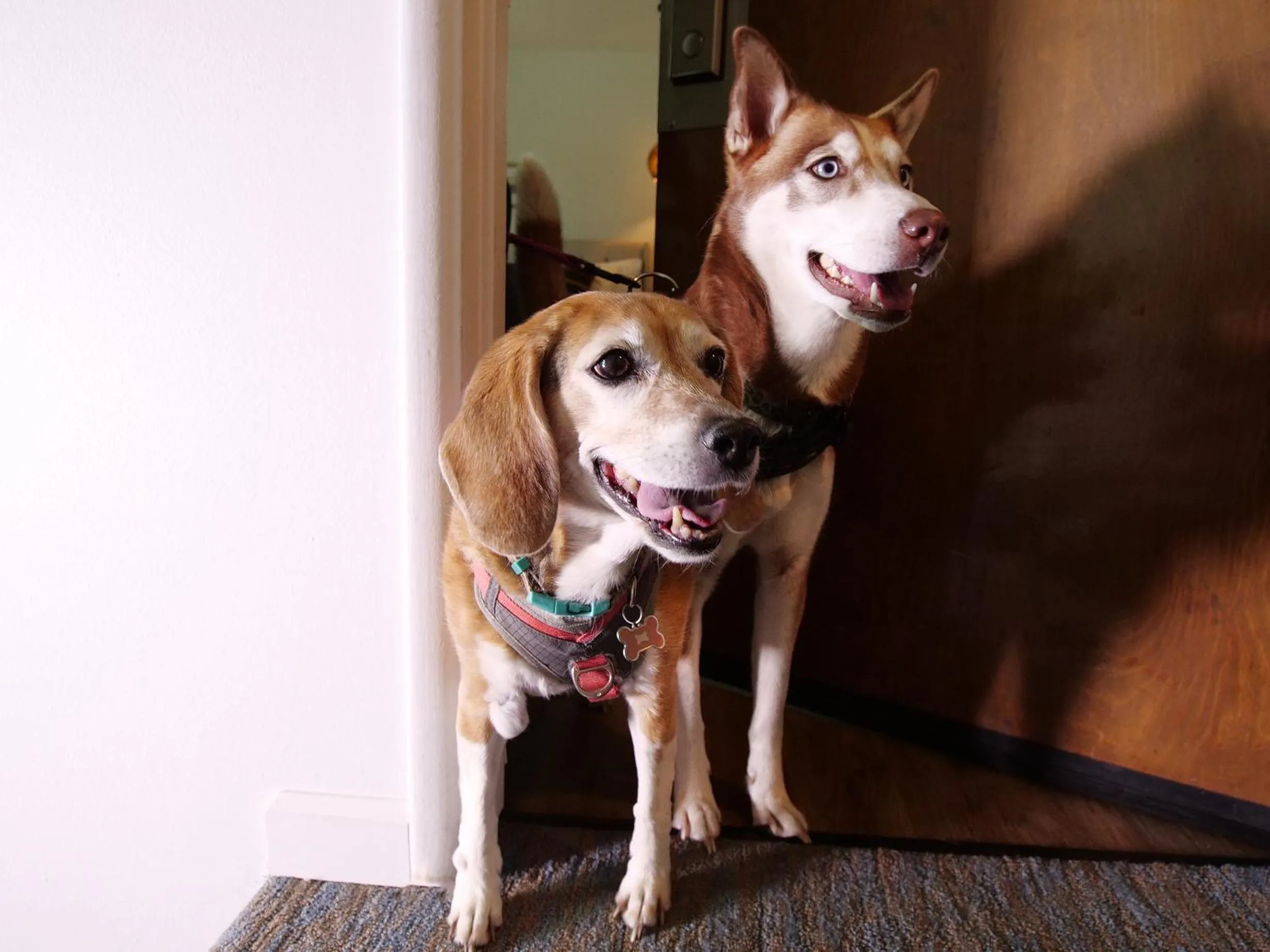 Pets in Sierra Blue Hotel & Swim Club