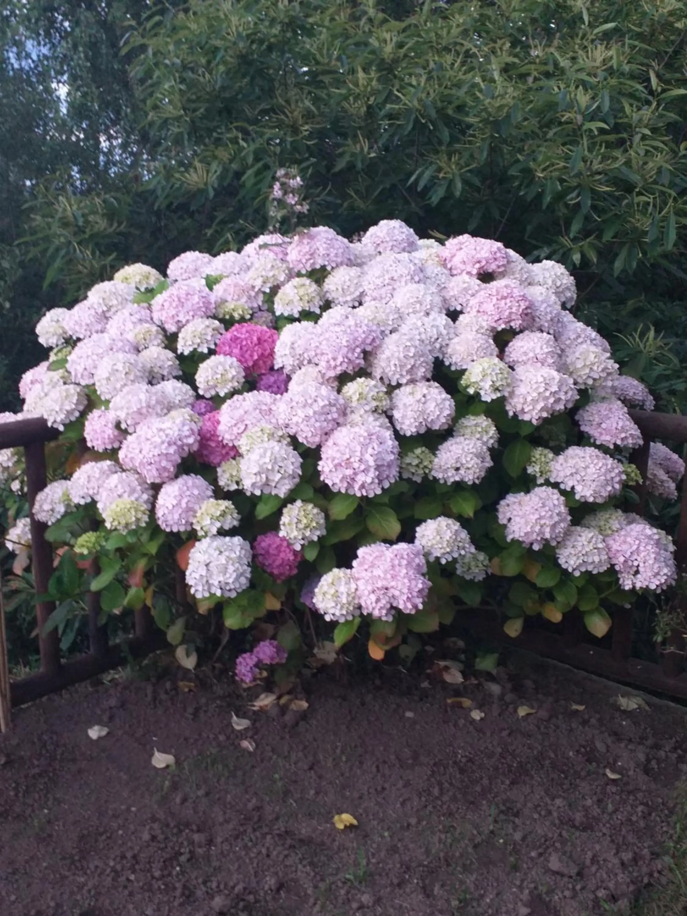 Garden in Hotel Rural Montesomao