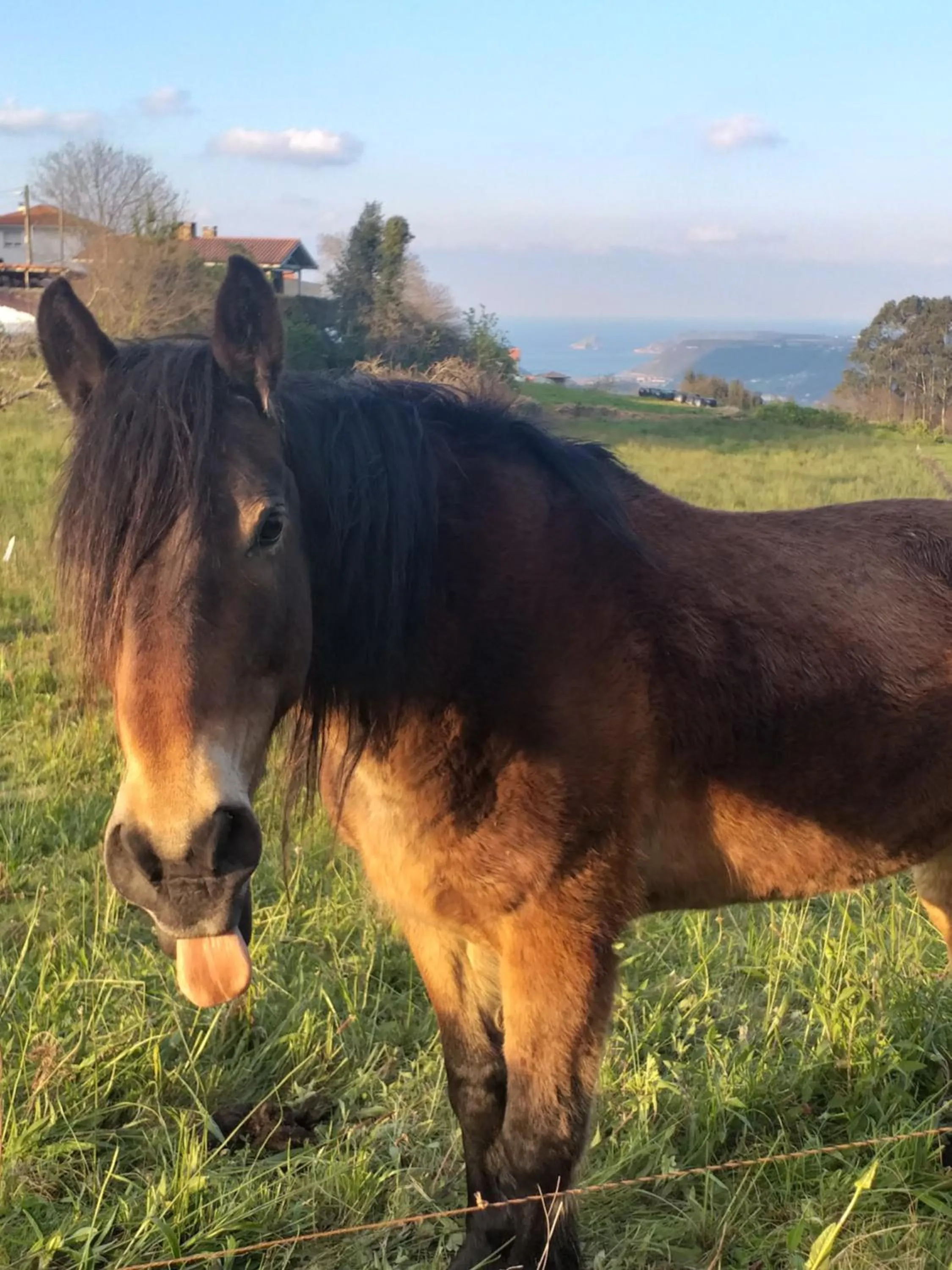 Animals in Hotel Rural Montesomao