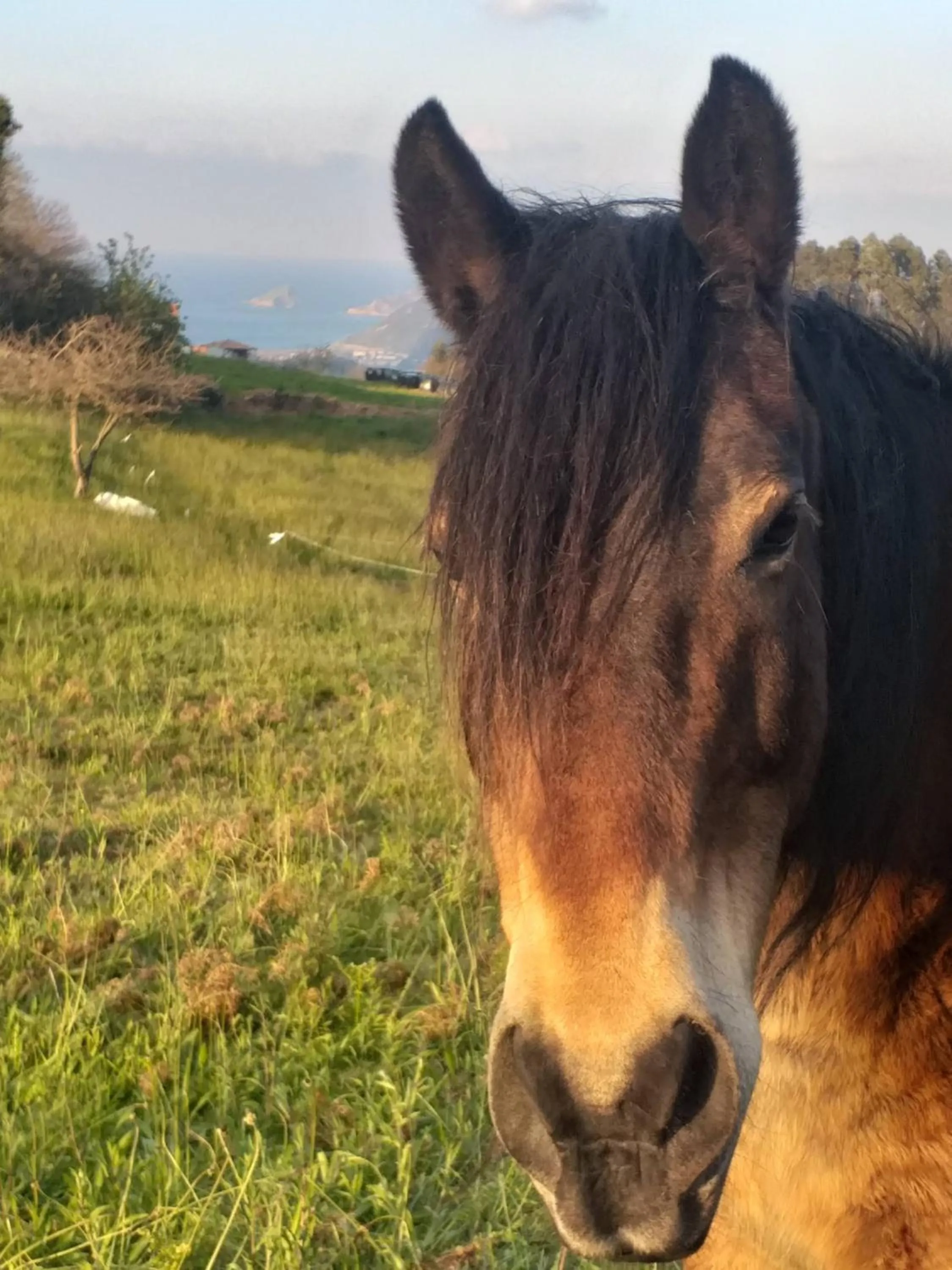 Animals in Hotel Rural Montesomao