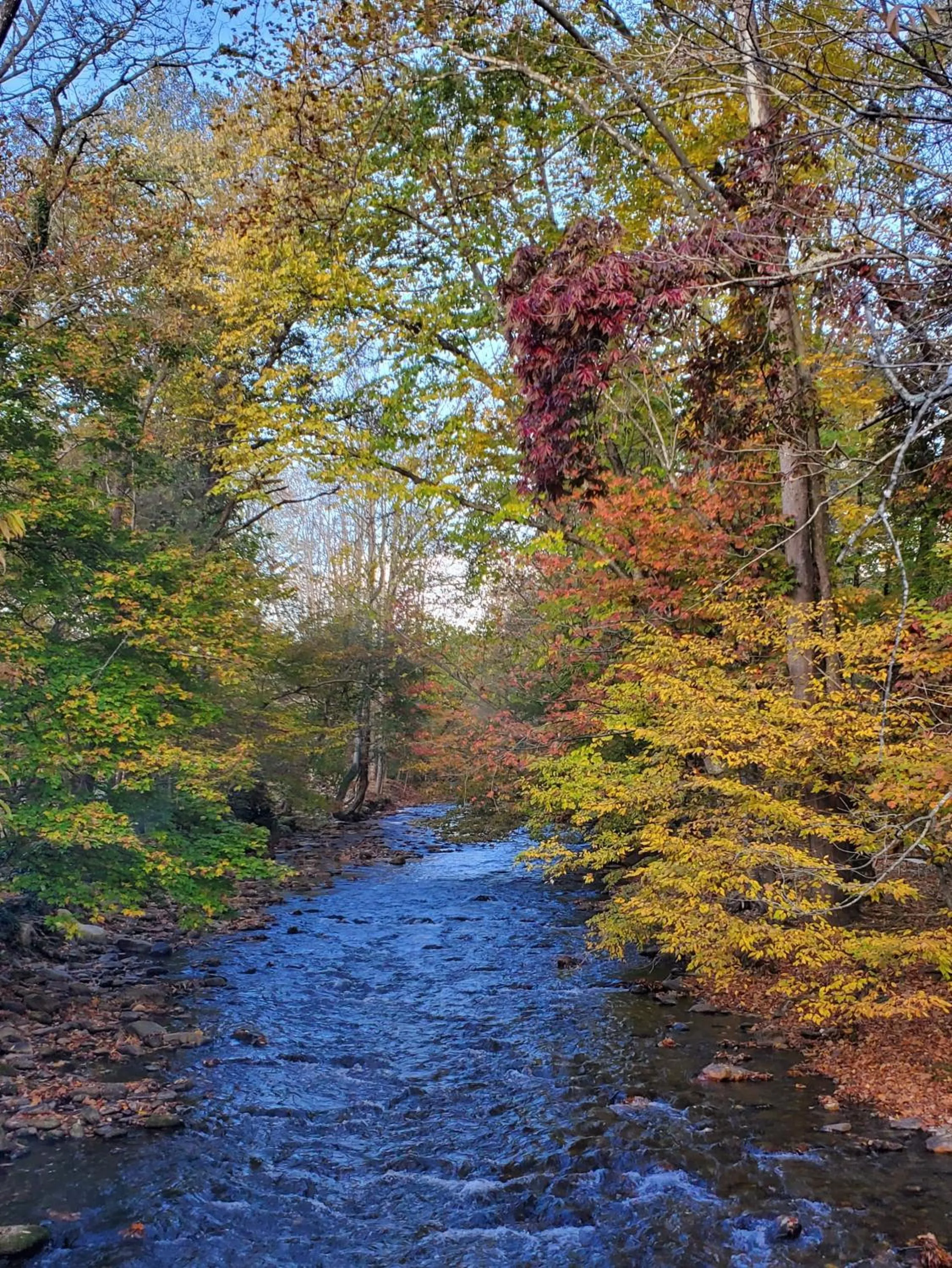 Natural landscape in Cozy Creek Cottages