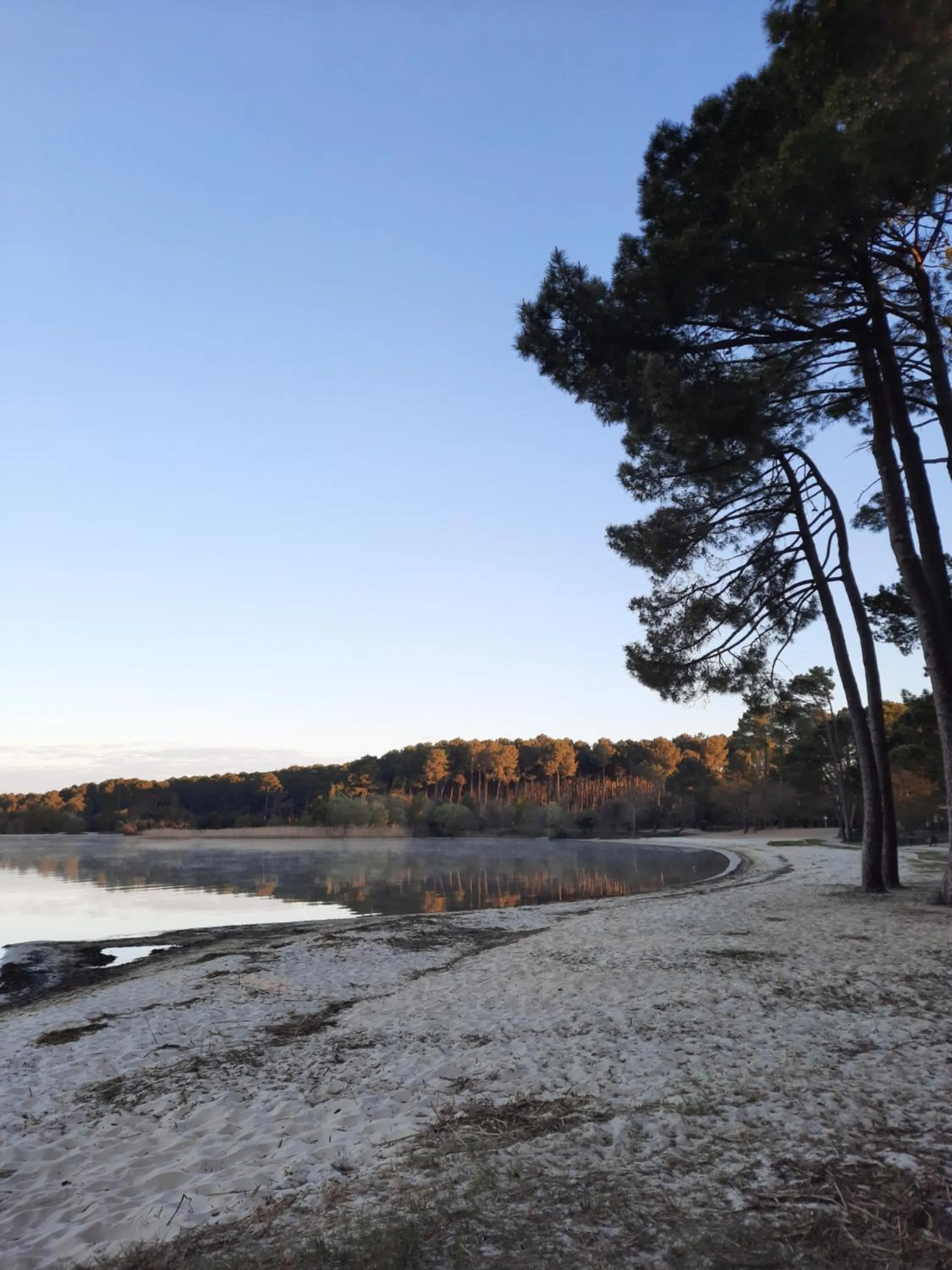 Natural landscape in Au Petit Nid de Sanguinet