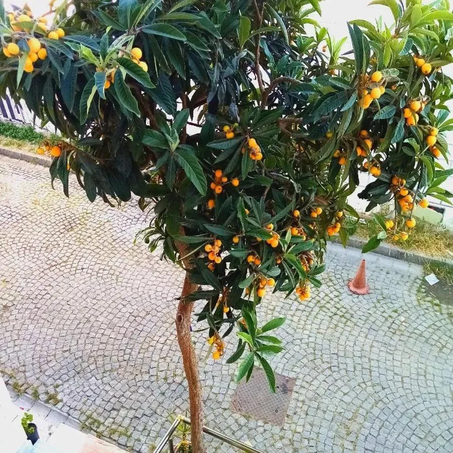 Garden in sultanahmet musıc house