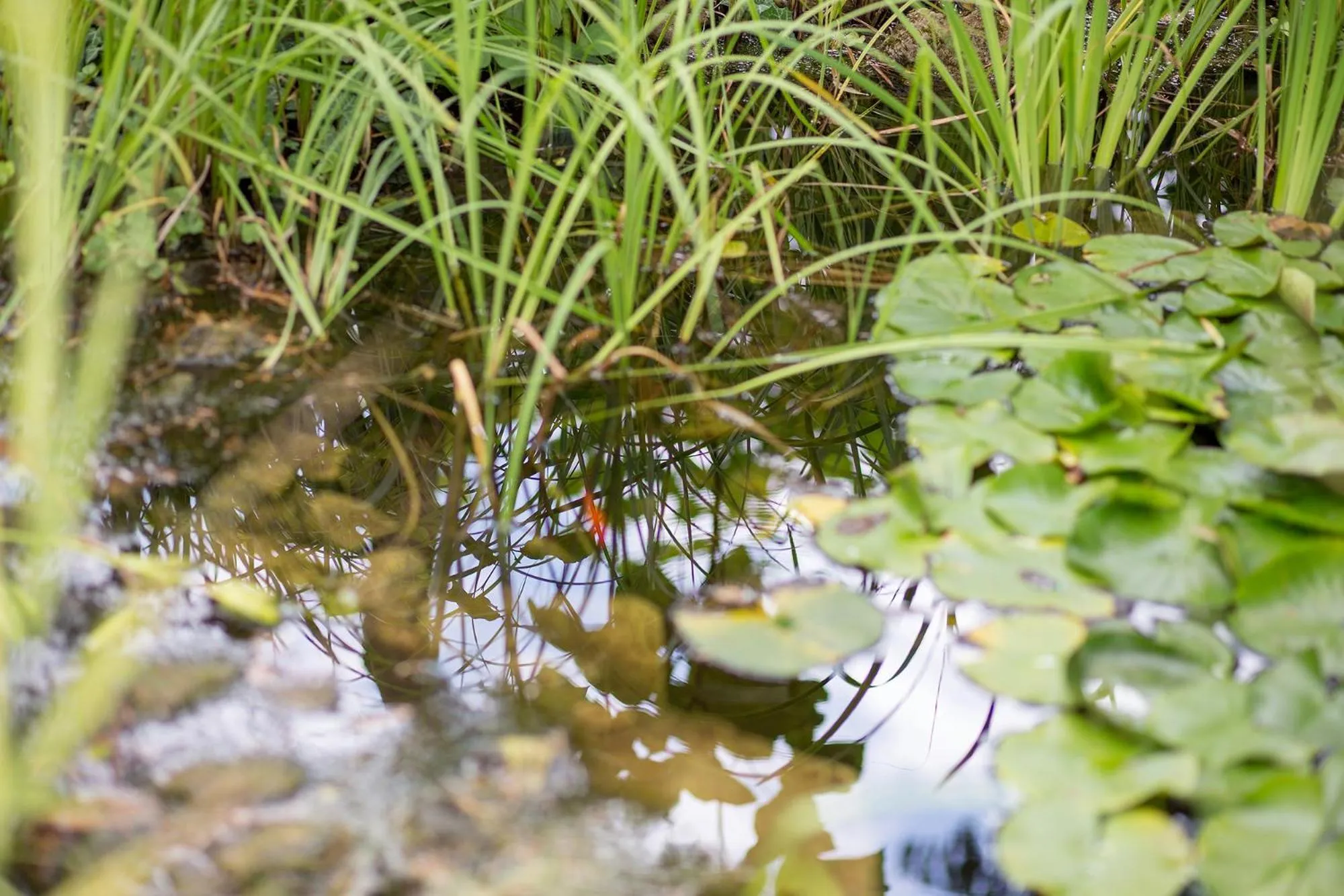 Spring in HELIOS Hotel Apartments