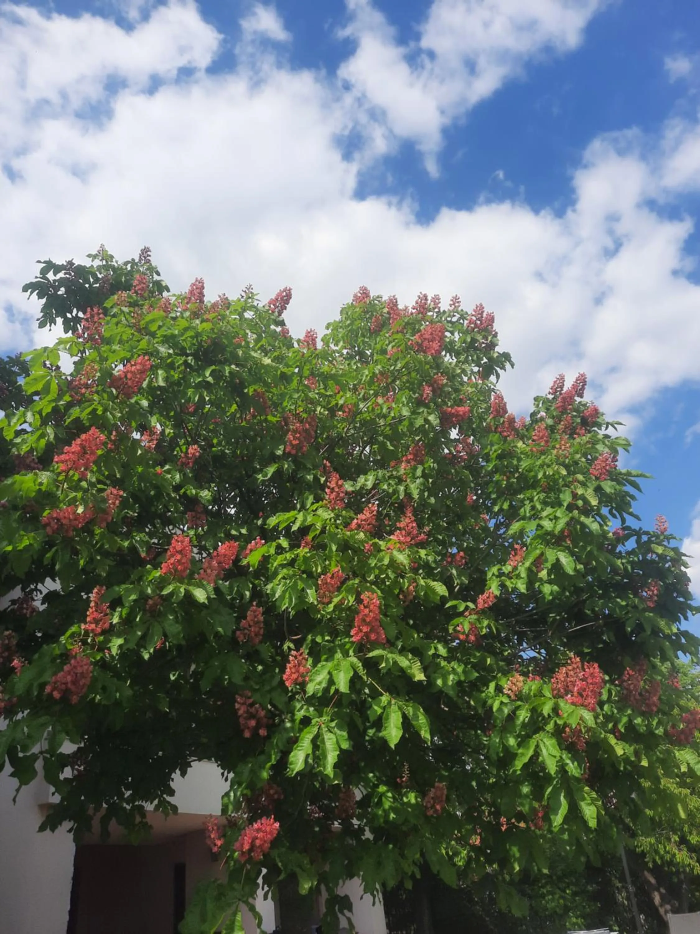 Garden view in HELIOS Hotel Apartments