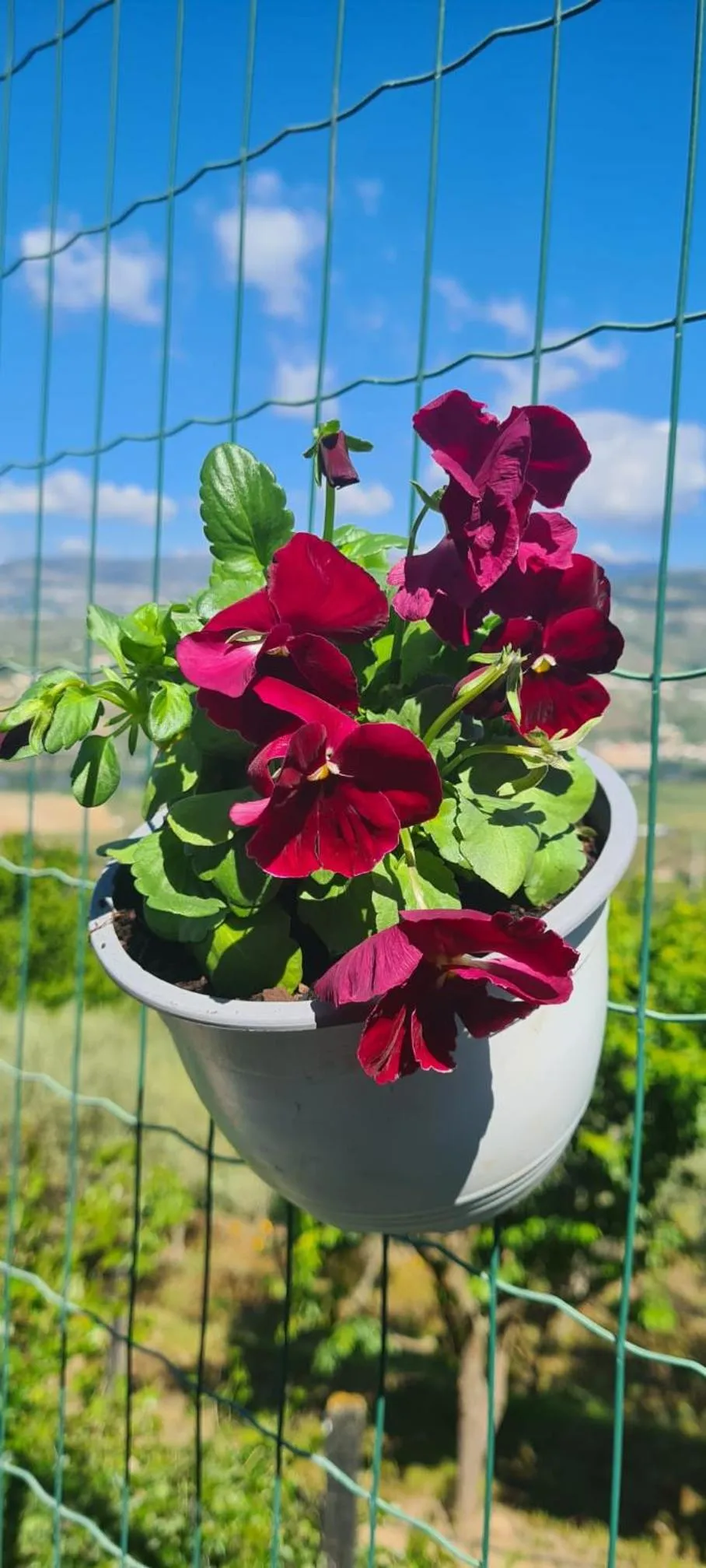 Spring in Golden Mirror