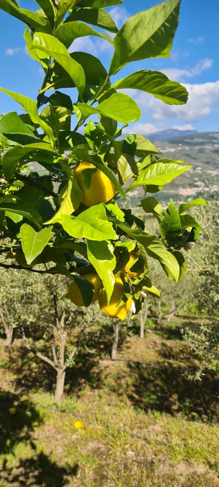Spring in Golden Mirror