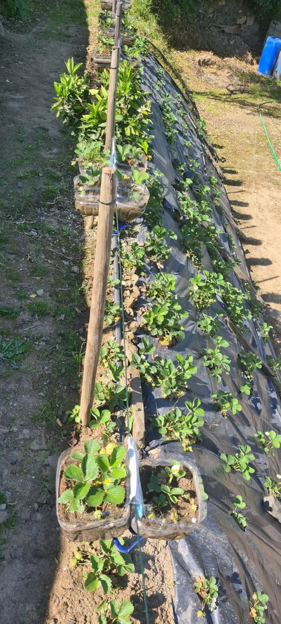 Spring in Golden Mirror