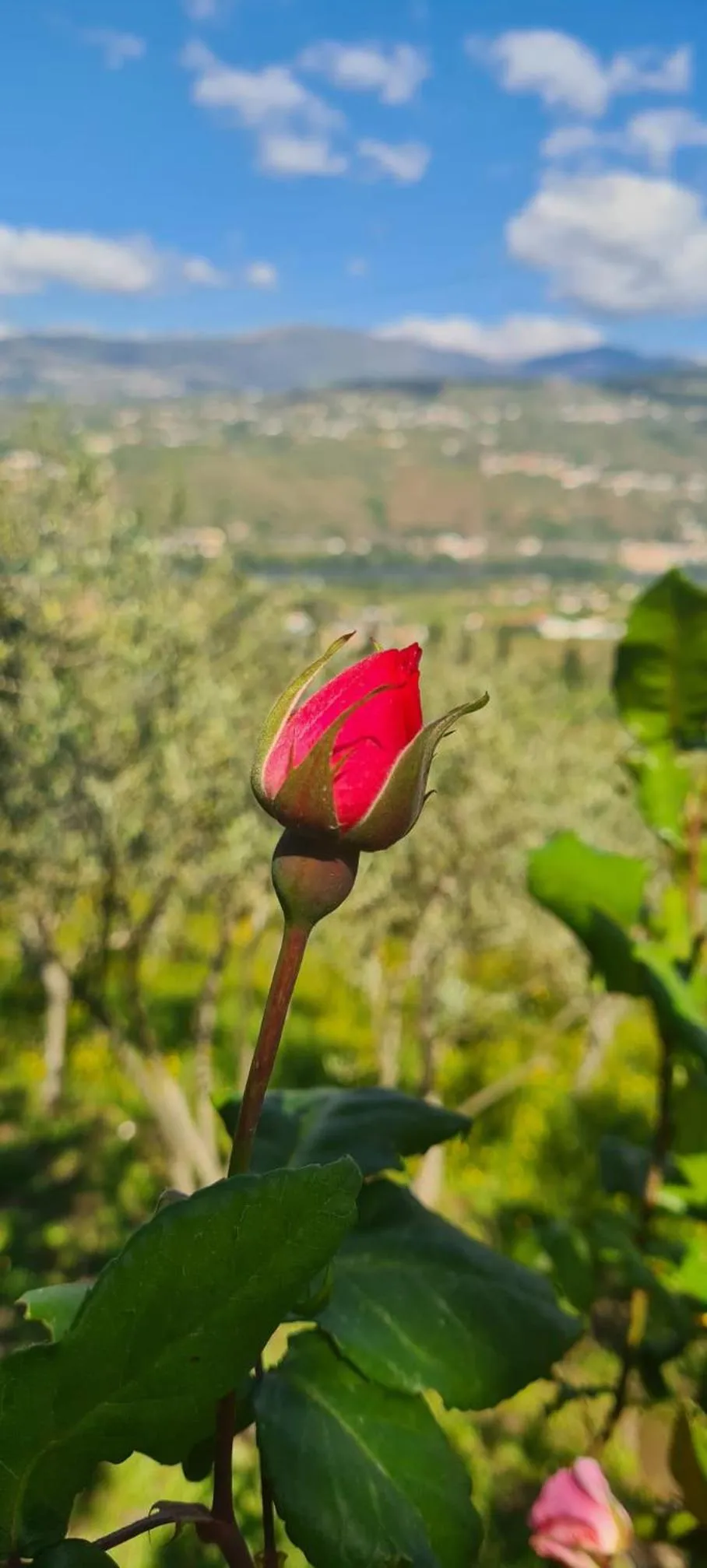 Spring in Golden Mirror