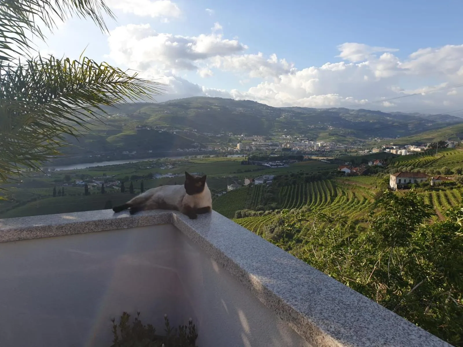 Day in Golden Mirror