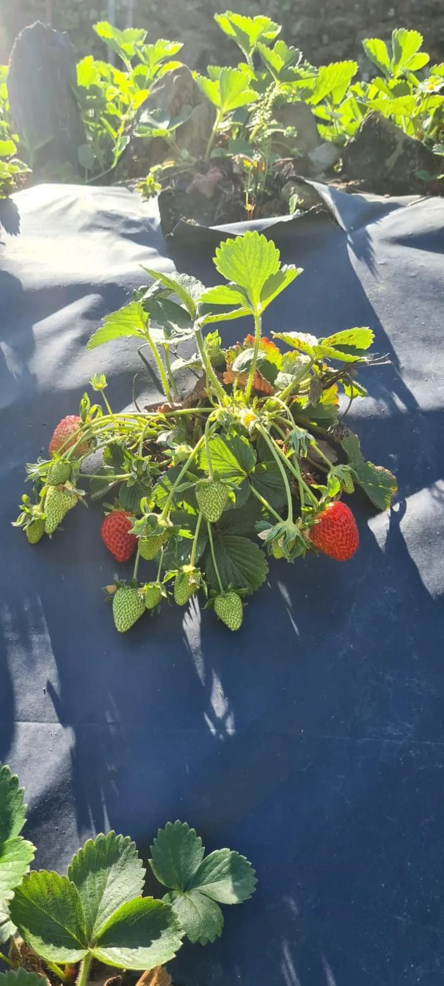 Spring in Golden Mirror