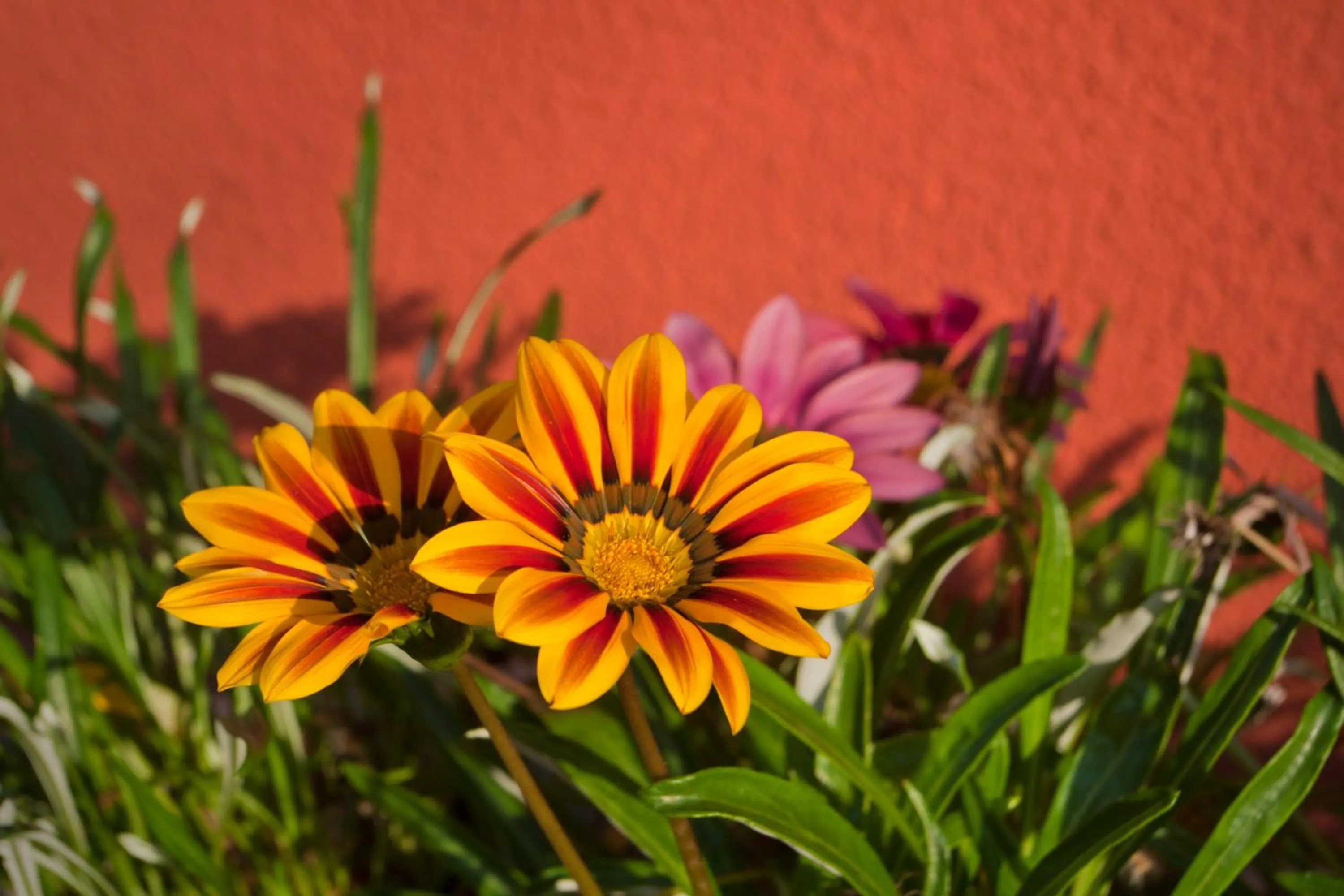 Summer in Szőnyi Garden Hotel Pest