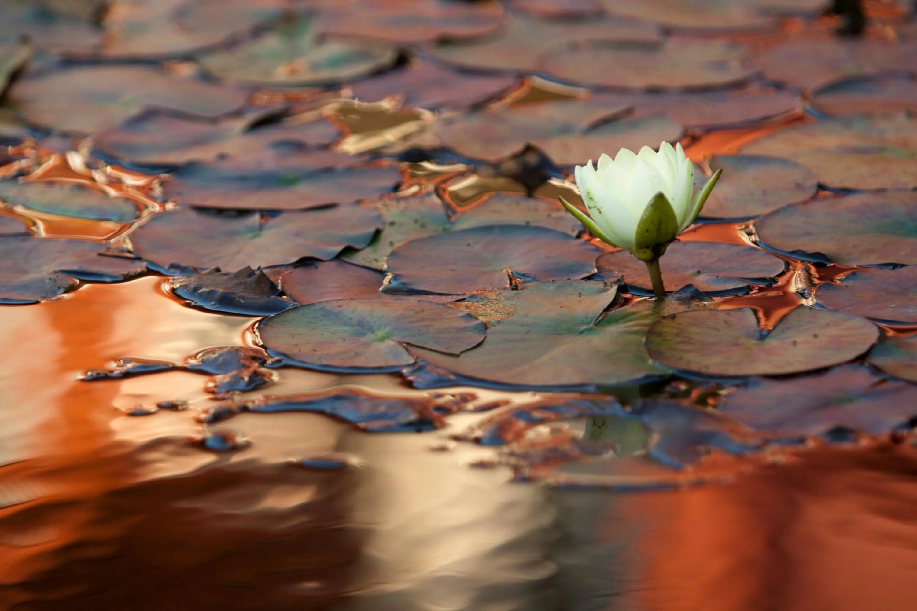 Decorative detail in Szőnyi Garden Hotel Pest