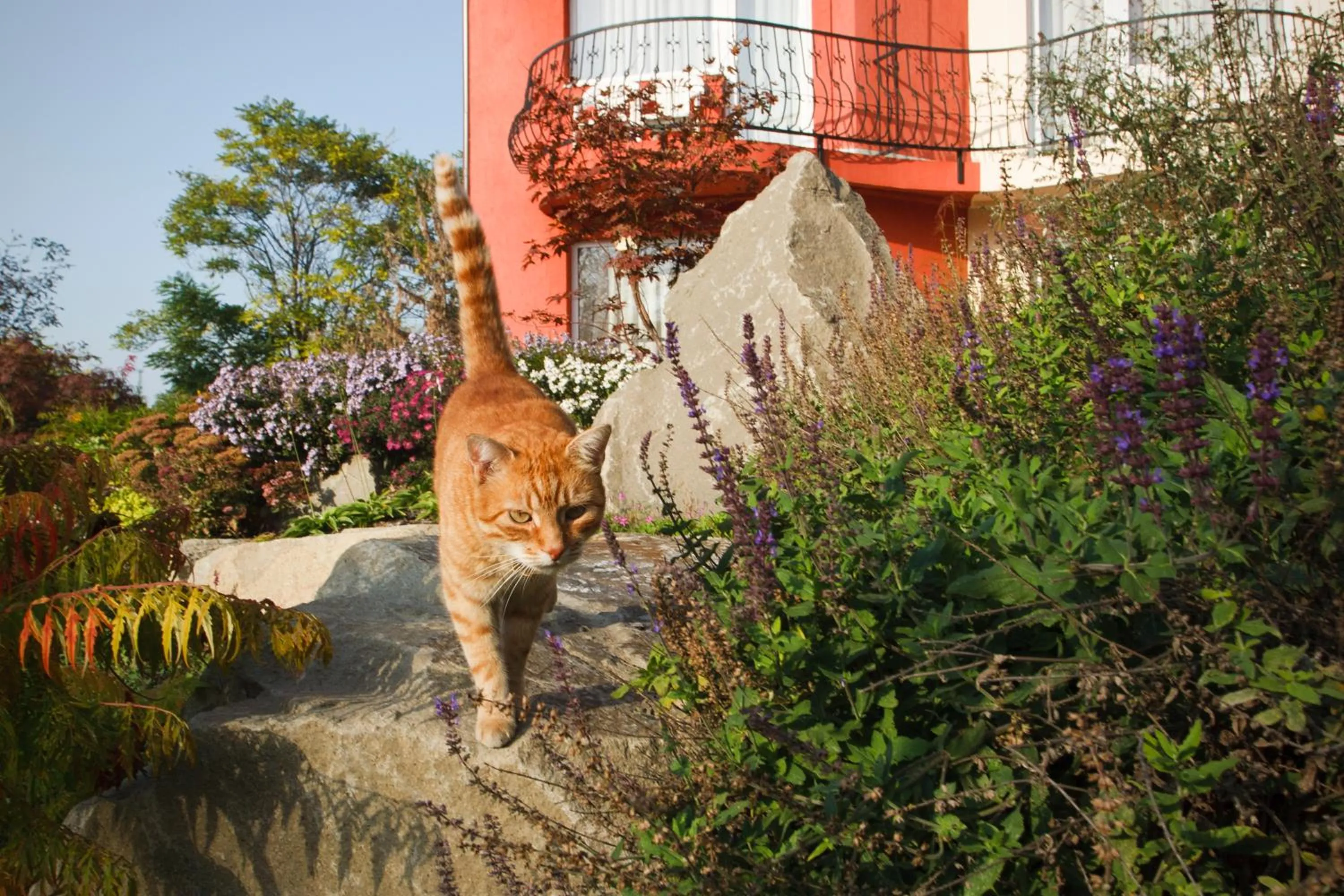 Animals in Szőnyi Garden Hotel Pest