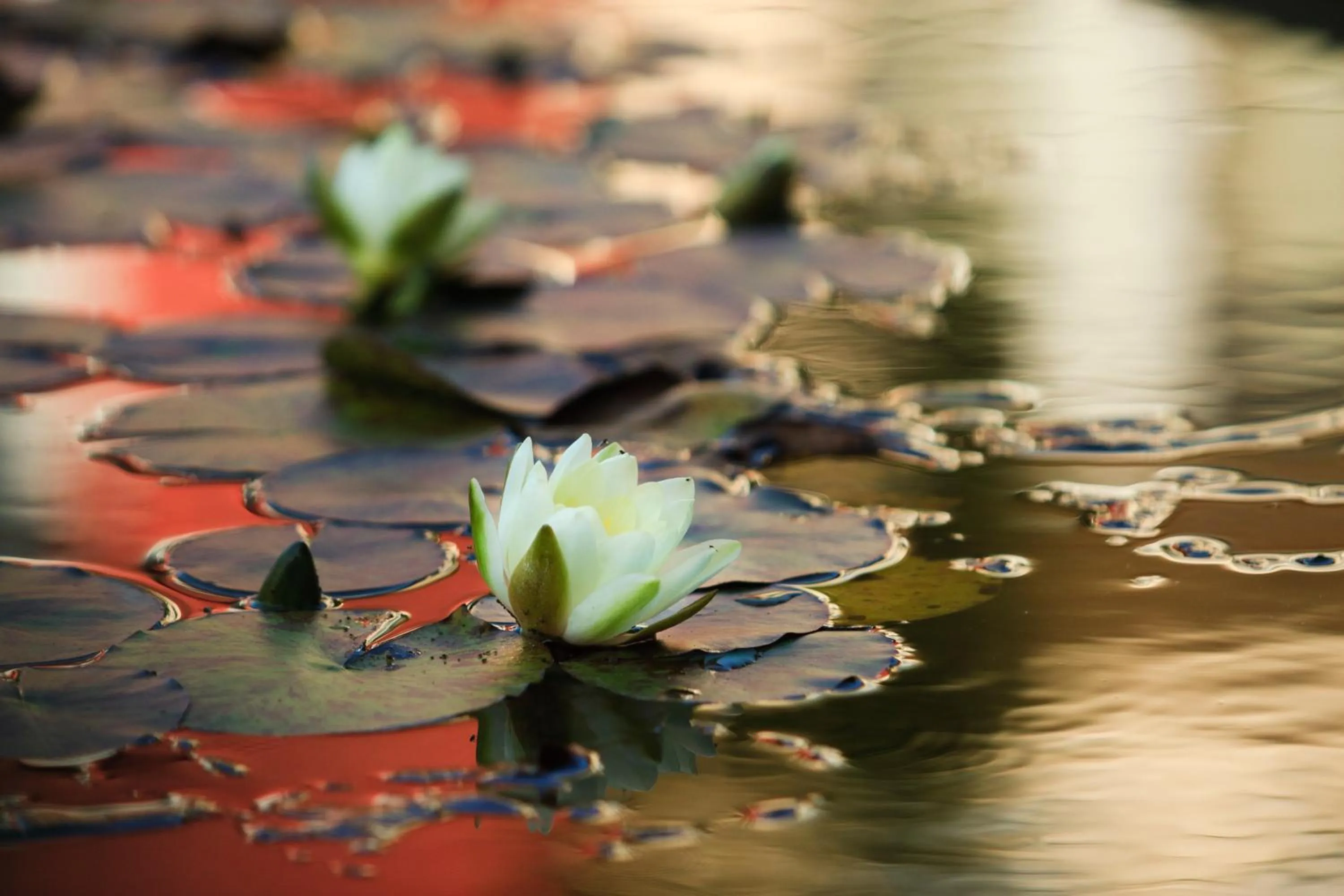 Other in Szőnyi Garden Hotel Pest