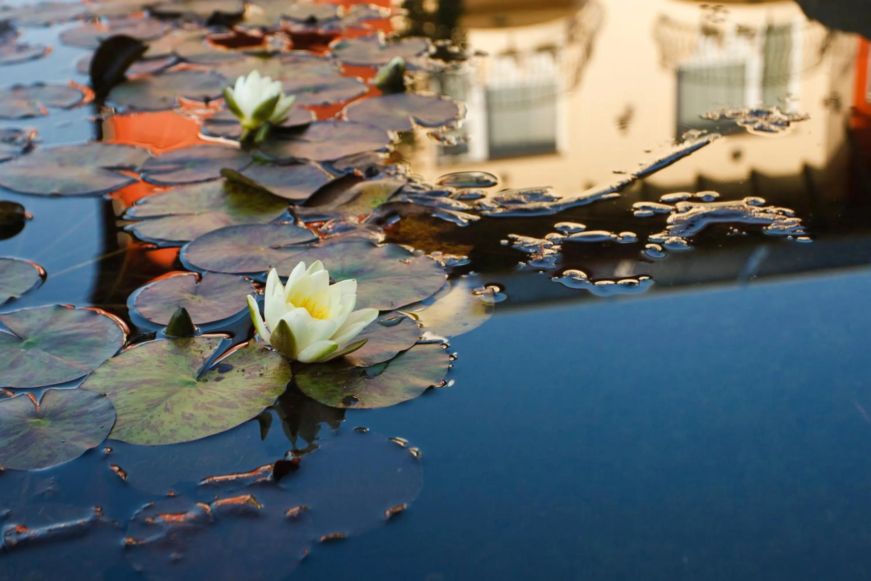 Other in Szőnyi Garden Hotel Pest