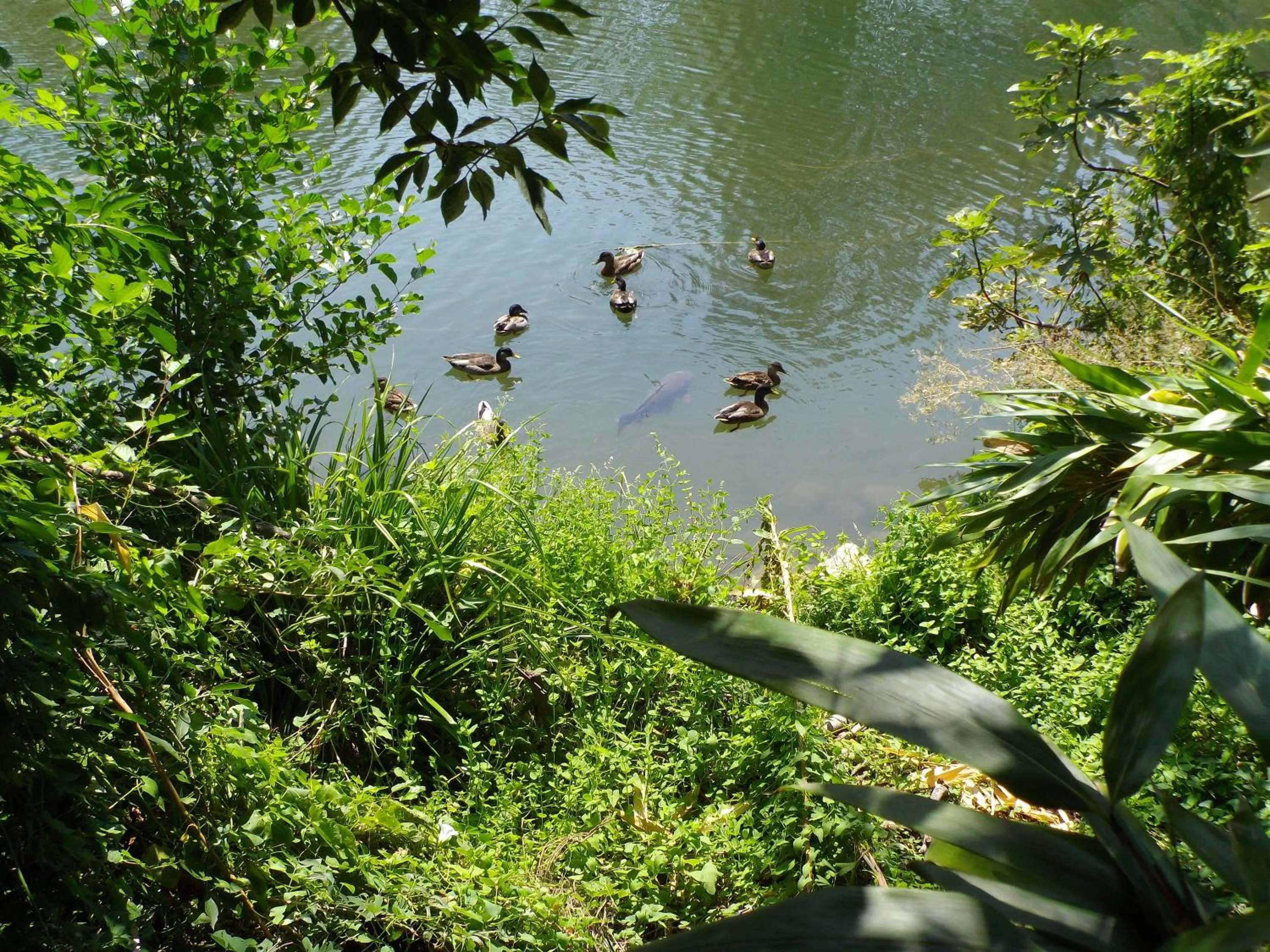 Logis des Magnans -Les terrasses du Coutach -