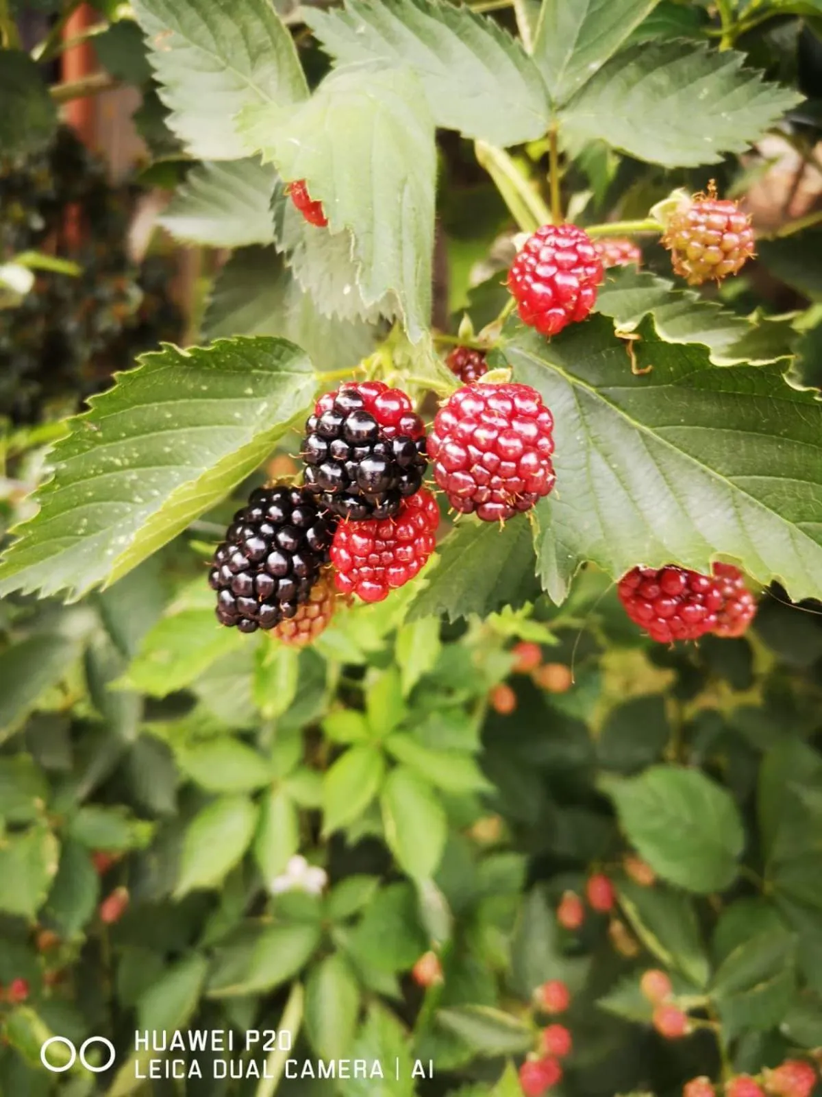 Property building in Tettoeletto Garden Bio