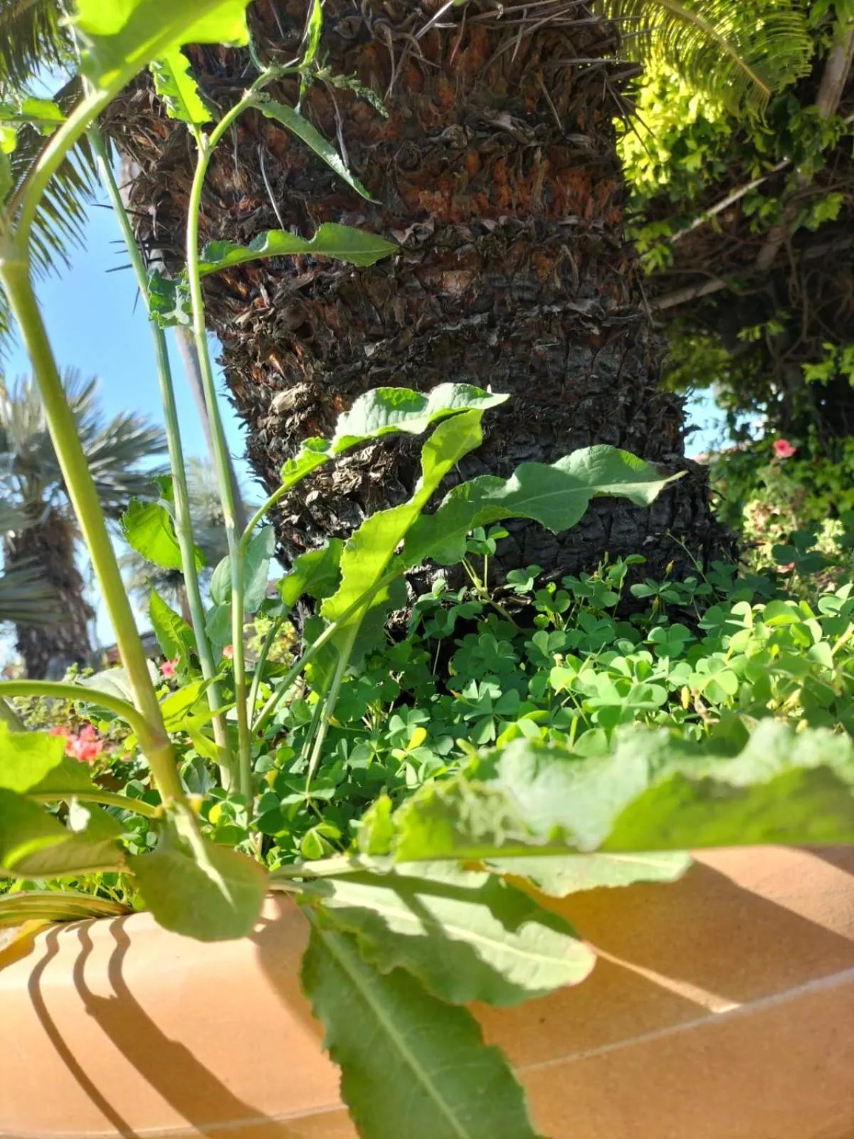 Spring in Tettoeletto Garden Bio