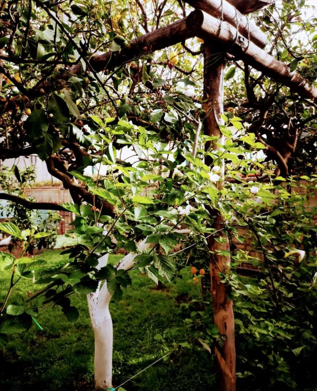 Spring in Tettoeletto Garden Bio