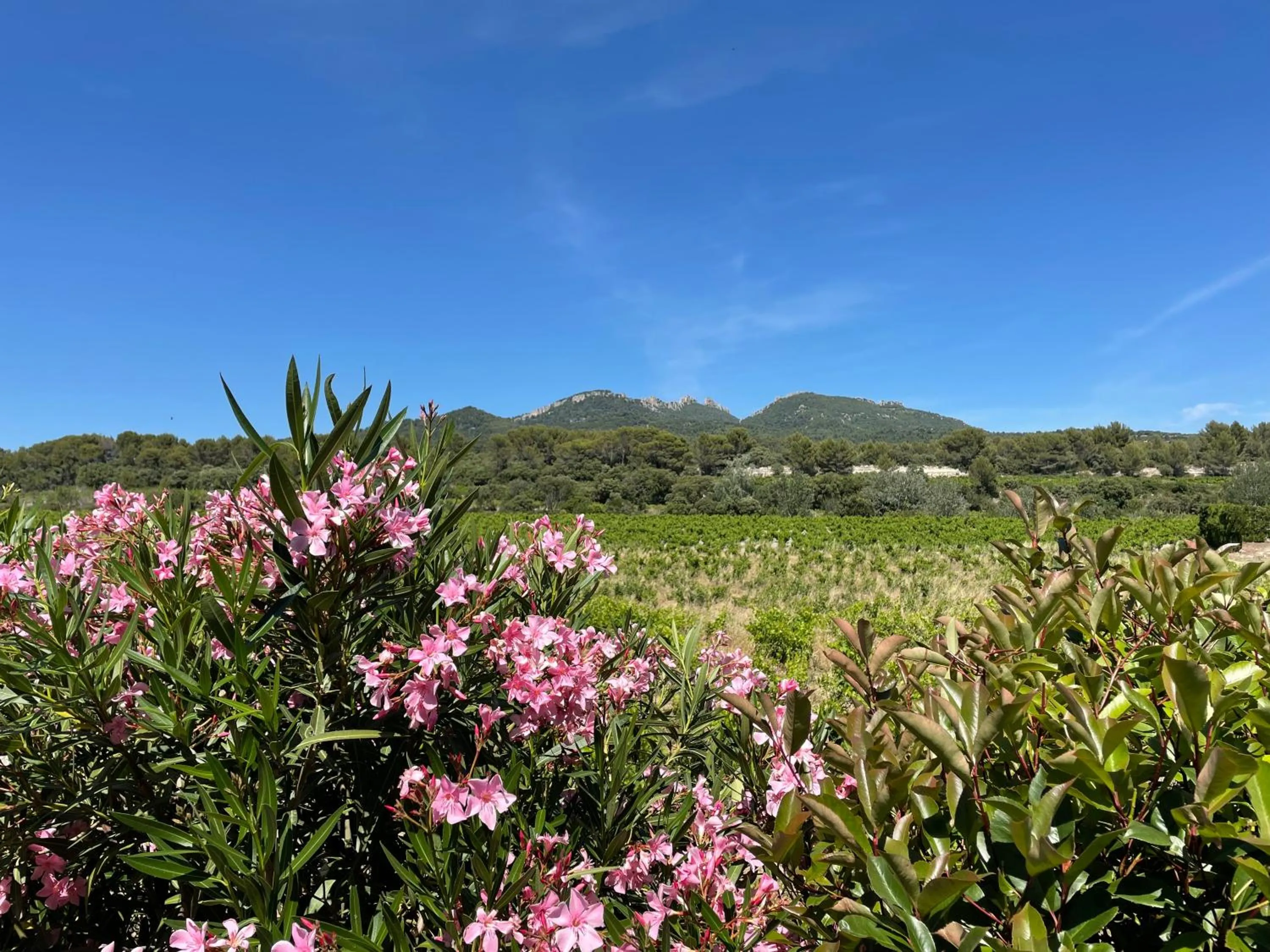 Natural landscape in Côté Dentelles