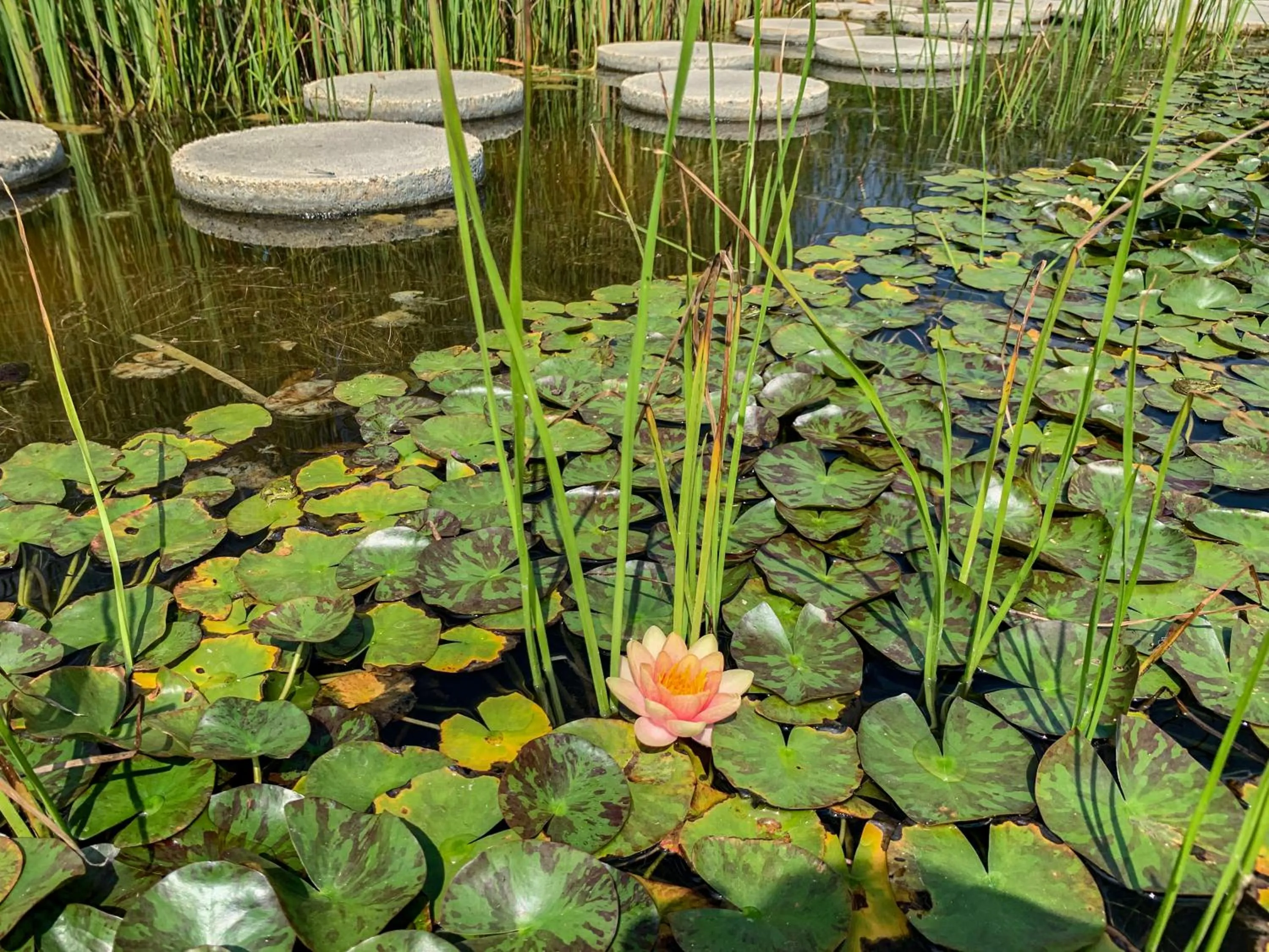 Natural landscape in Hunguest Hotel Freya
