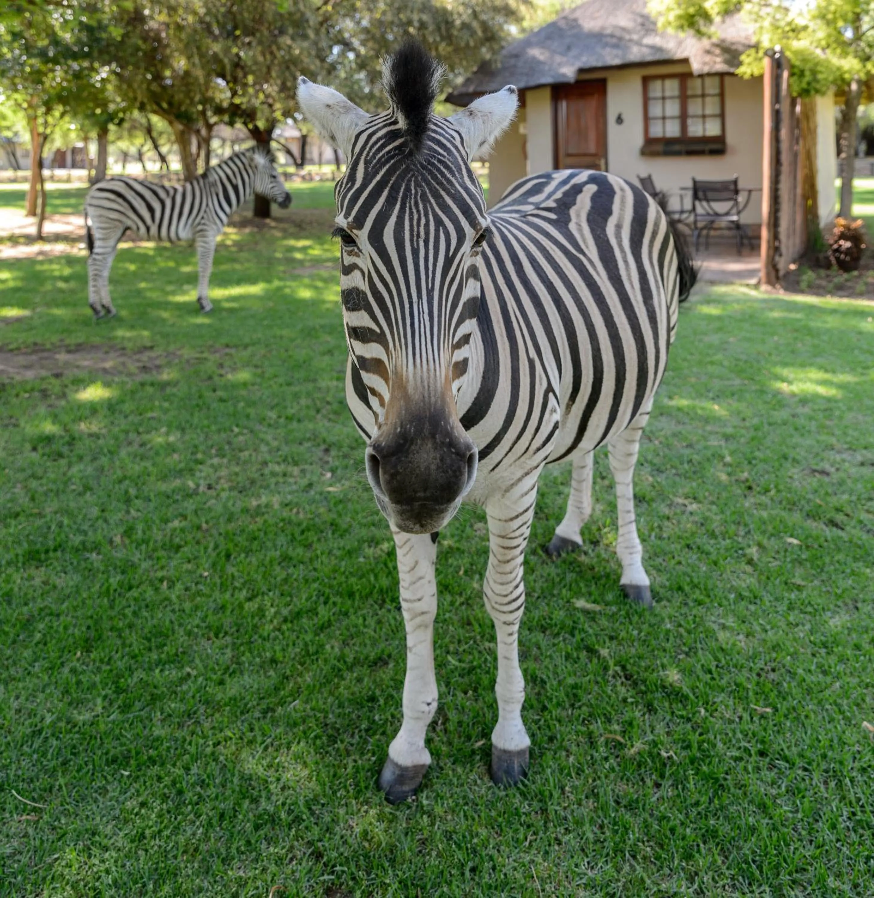 Garden in Mongena Private Game Lodge