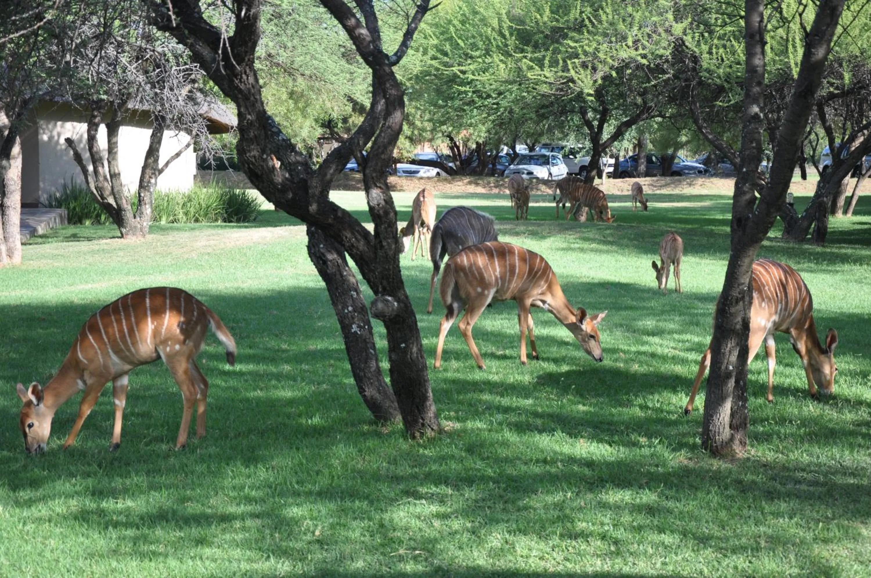 Garden in Mongena Private Game Lodge