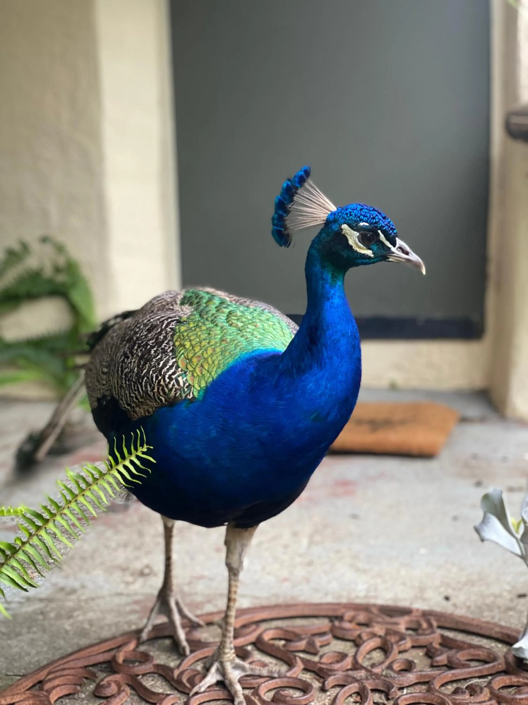 The Old Butter Factory at Springhurst Estate