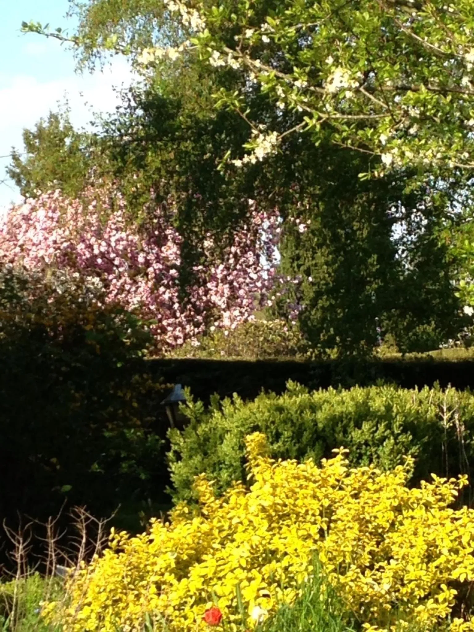 Garden in Chambres tout confort du Tilleul