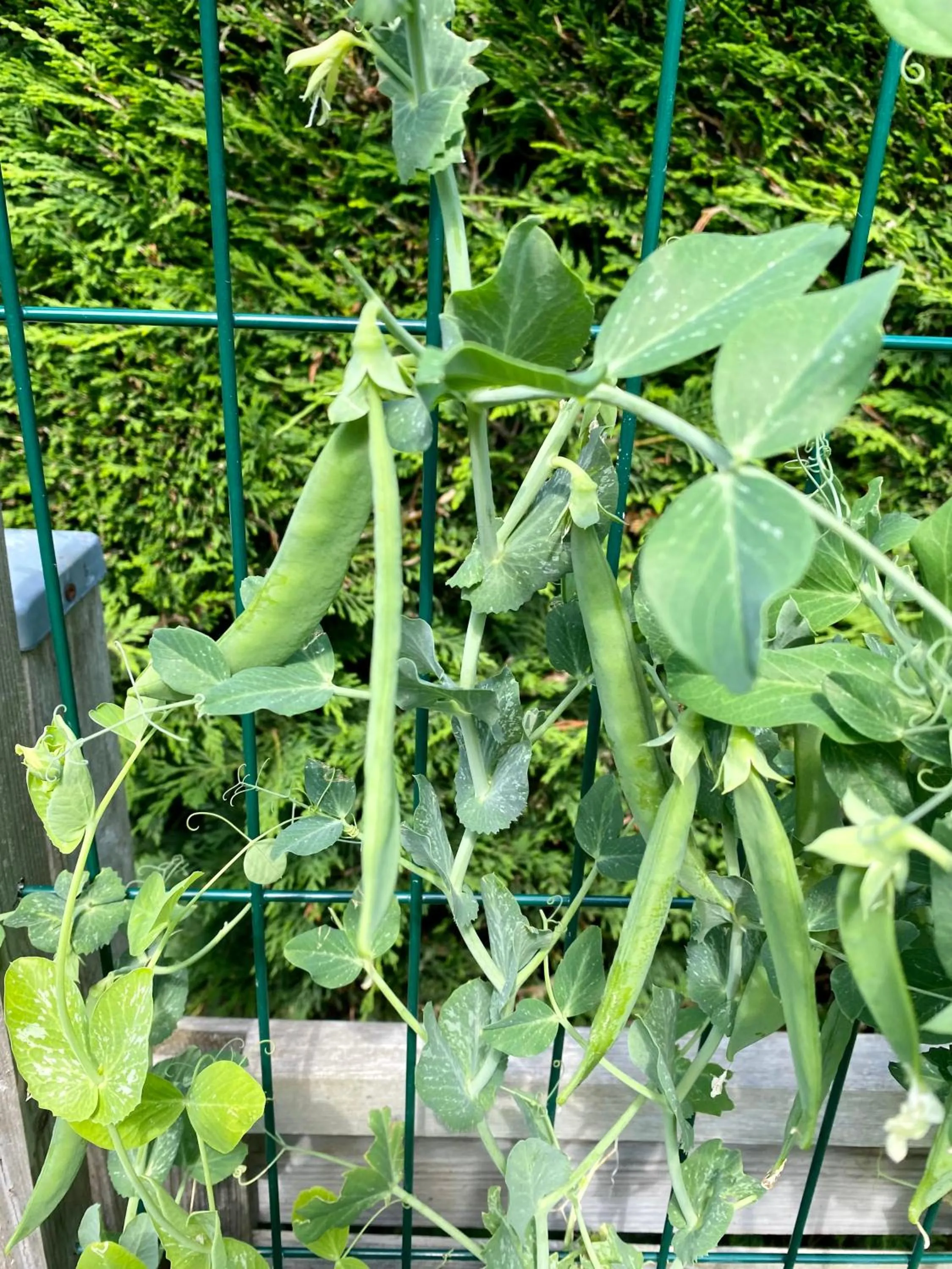 Garden in Chambres tout confort du Tilleul