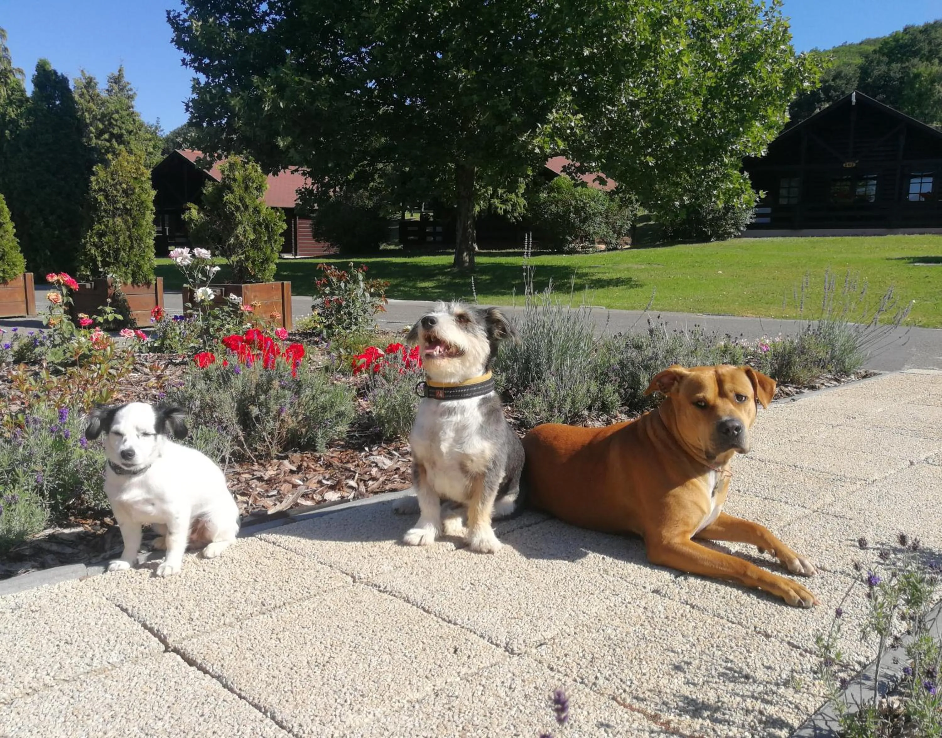 Pets in Petneházy Aparthotel
