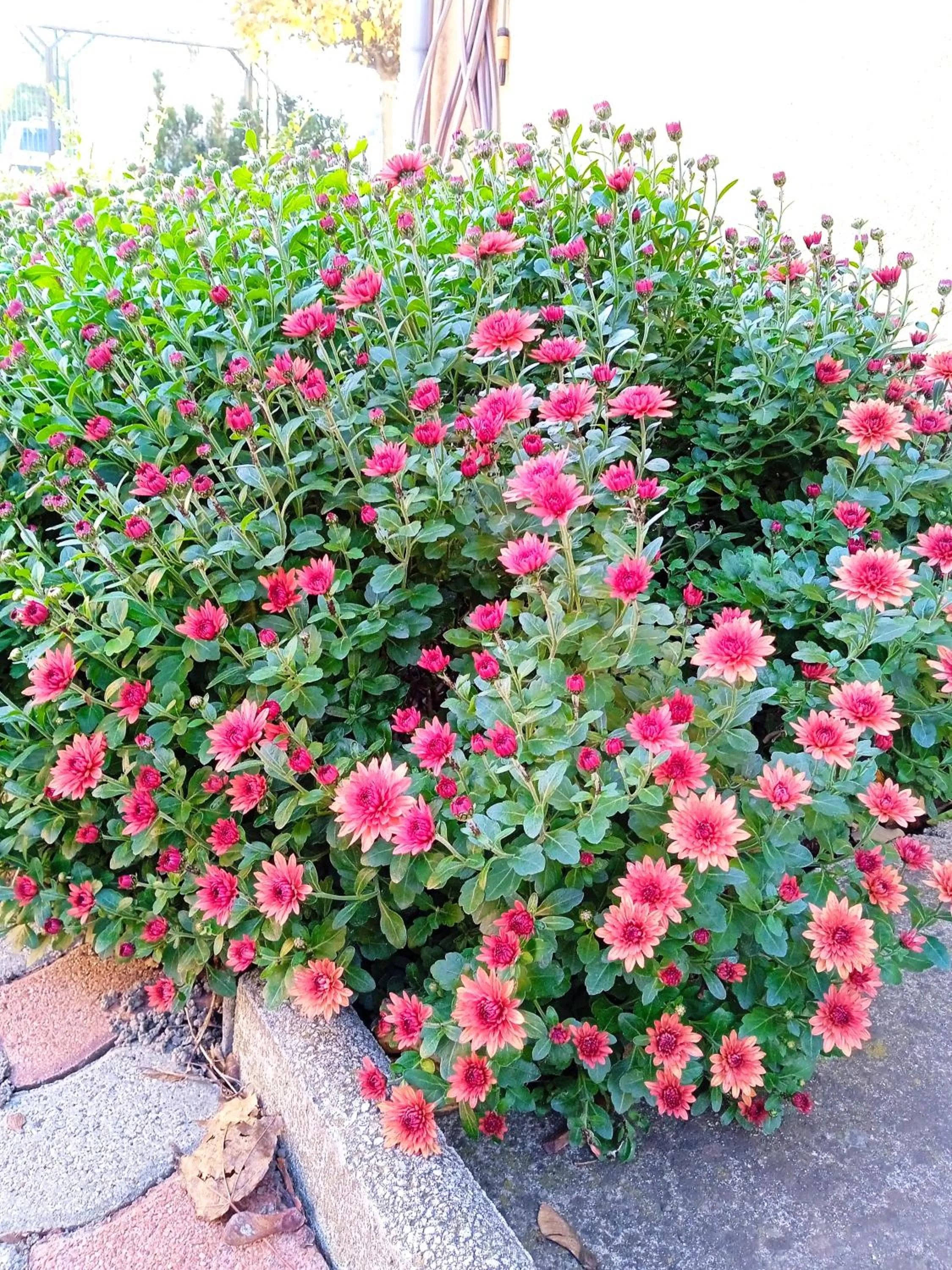 Balcony/Terrace in Alfréd Panzió