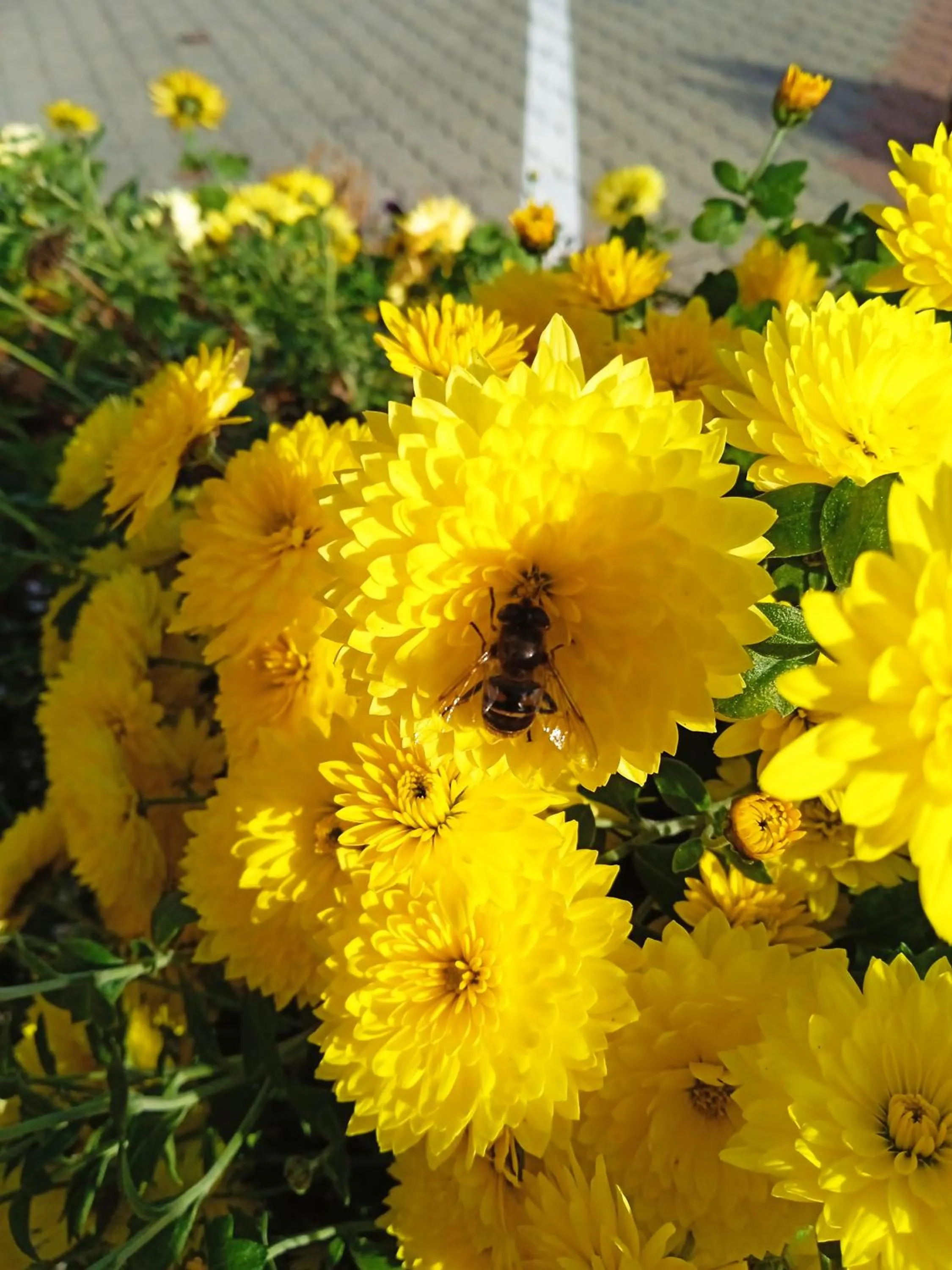 Balcony/Terrace in Alfréd Panzió