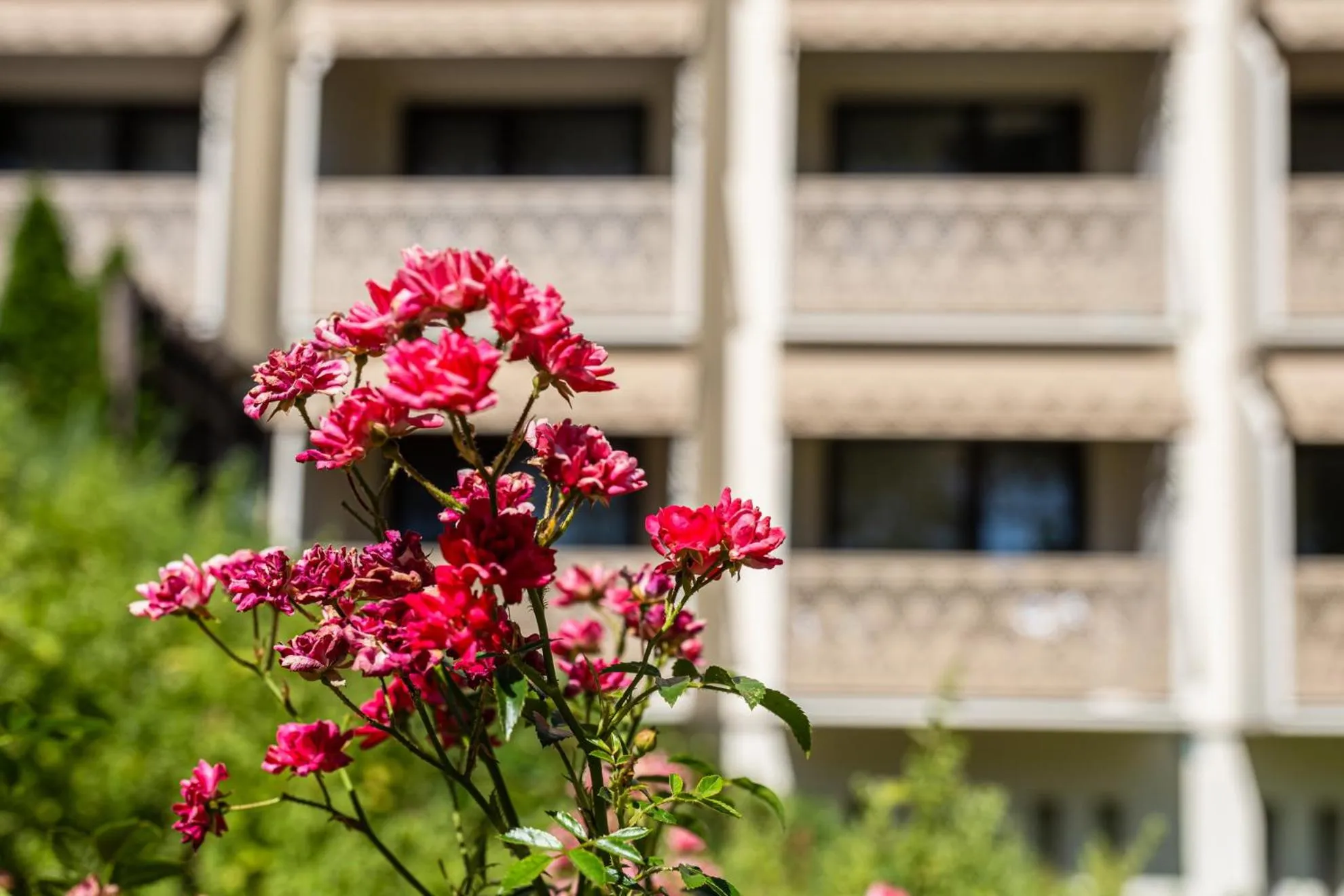 Garden in Hotel Margareta