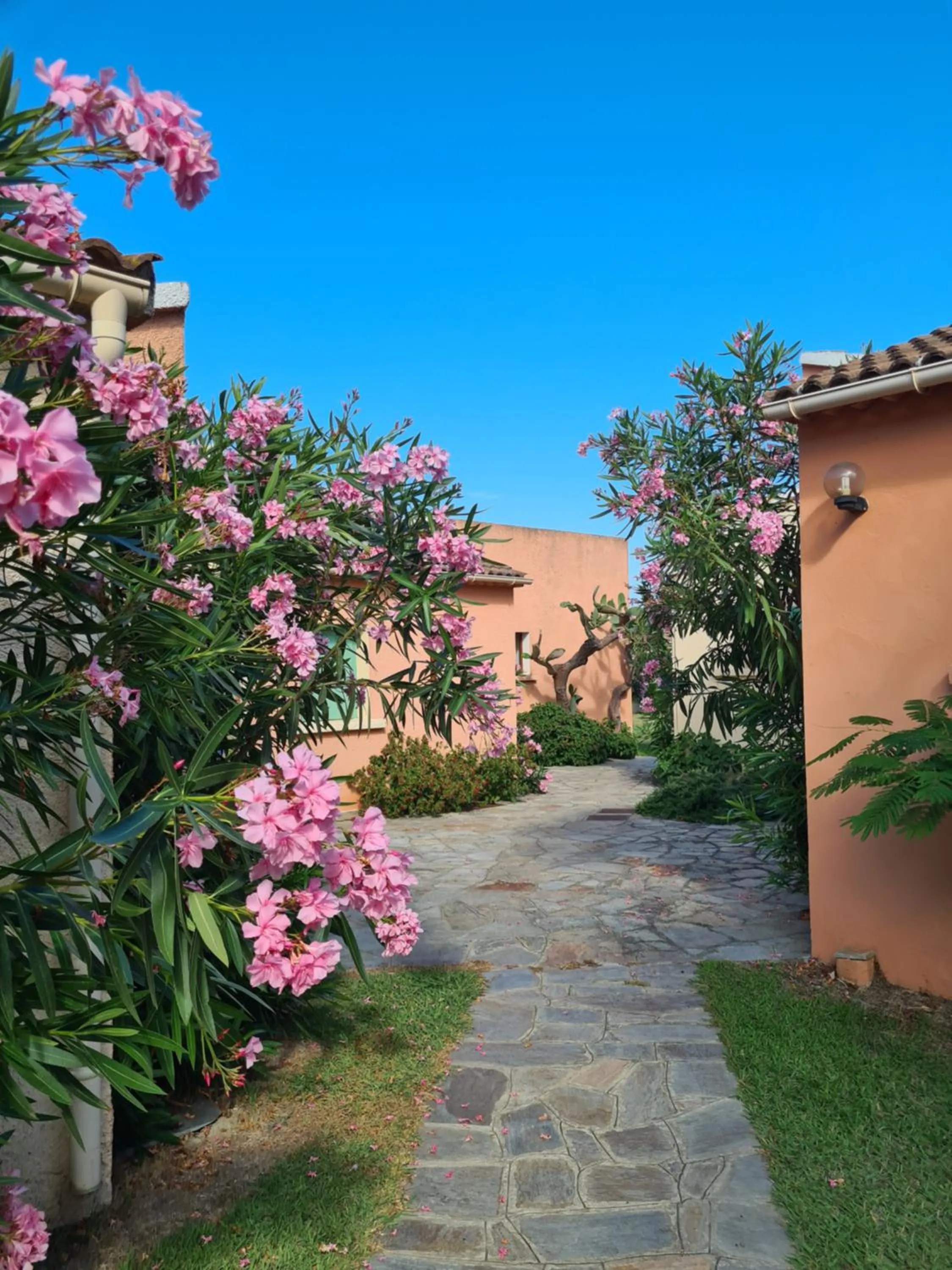 Garden in Pinea Mare