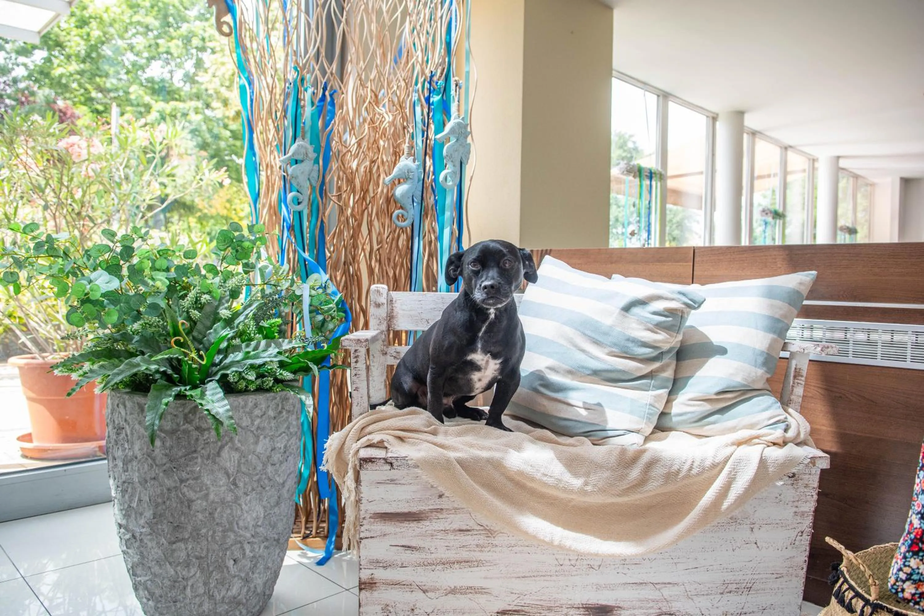 pet friendly in CE Plaza Hotel