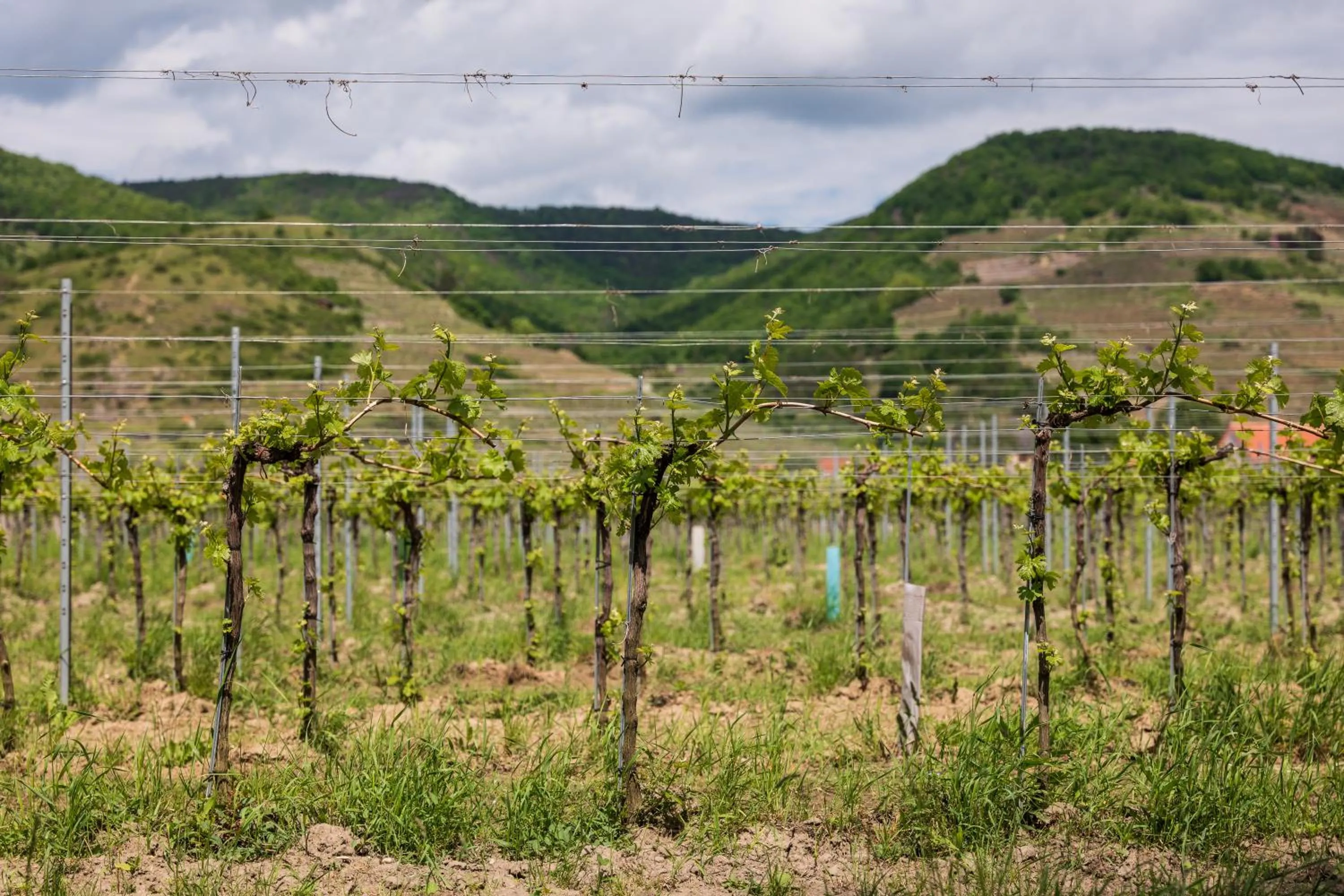 Natural landscape in Tschardakenhof Appartements