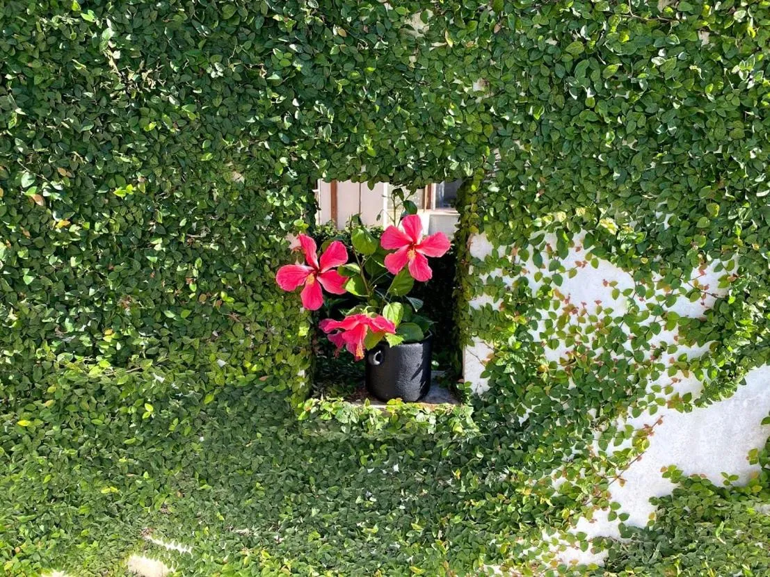 Garden in VILAS de LUXO